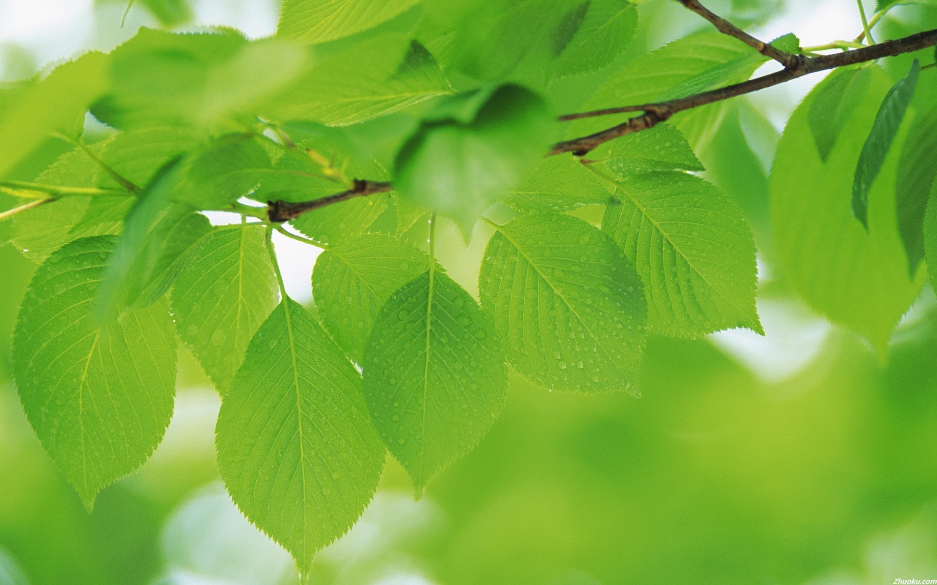 小清新,护眼壁纸,绿色,叶,植物,儿童桌面专用
