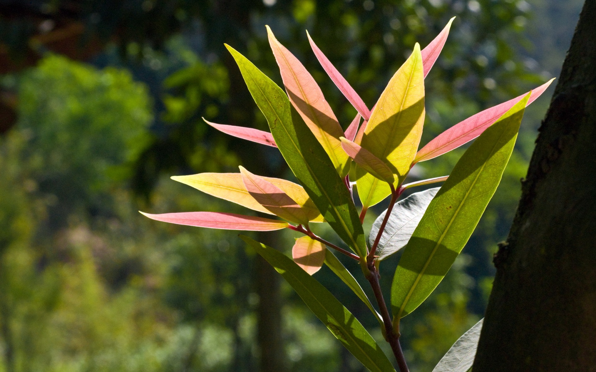 小清新,静物写真,绿色,儿童桌面专用