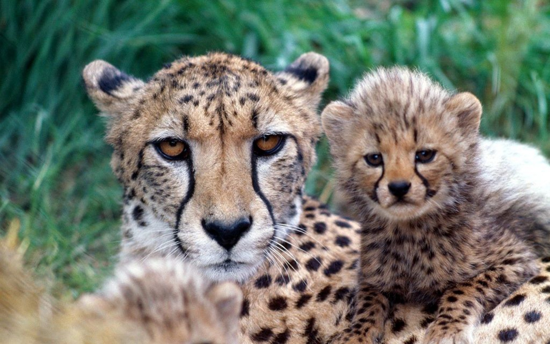 野生,动物,豹子,儿童桌面专用