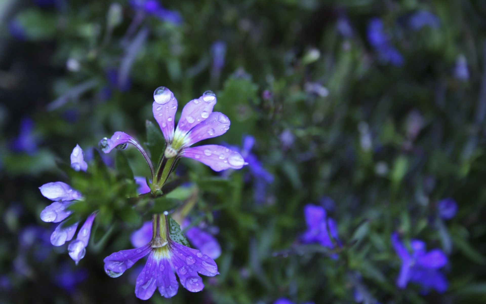 小清新,娇艳欲滴,花卉,儿童桌面专用