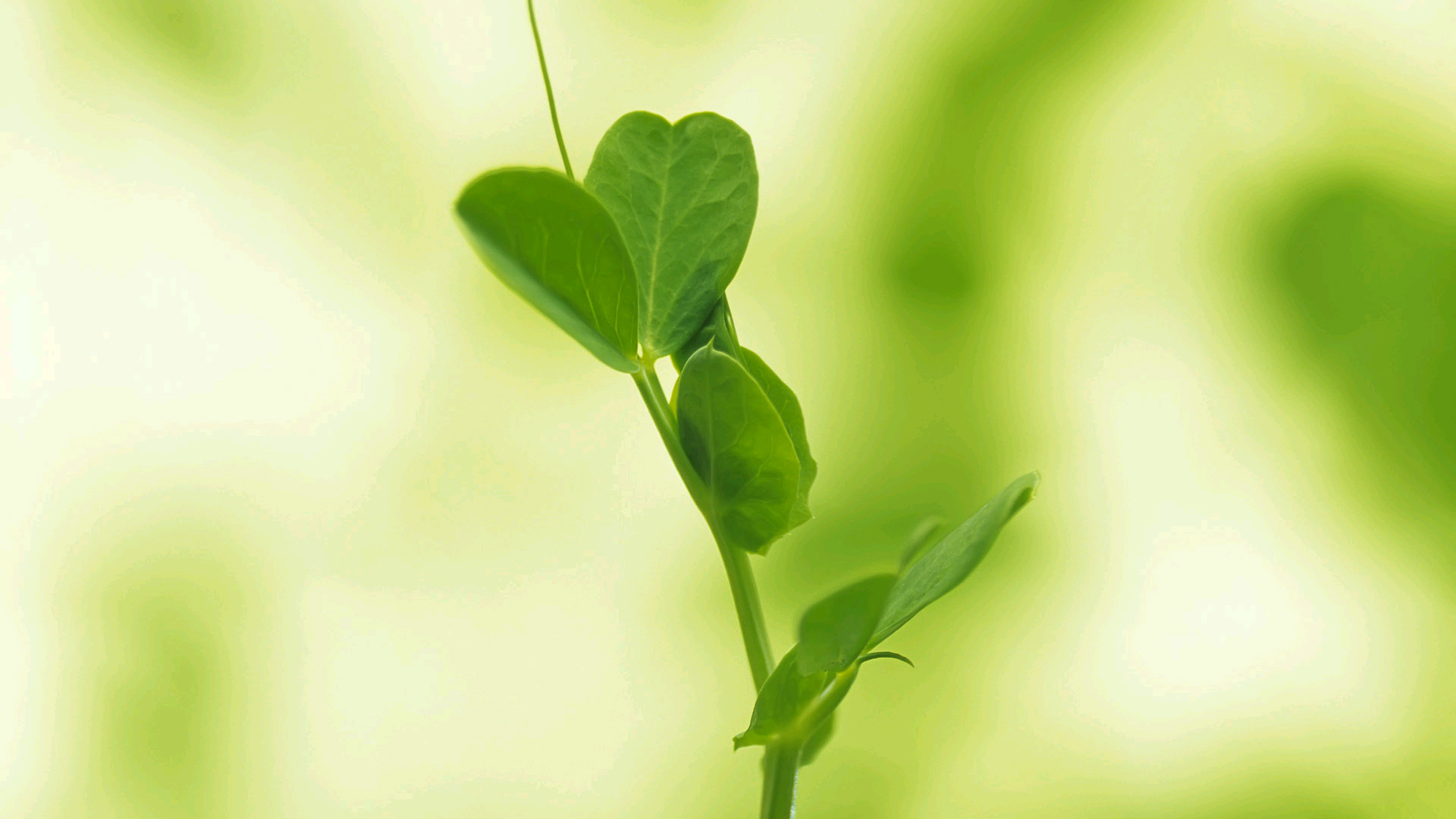 绿叶,新芽,嫩芽,护眼壁纸,儿童桌面专用