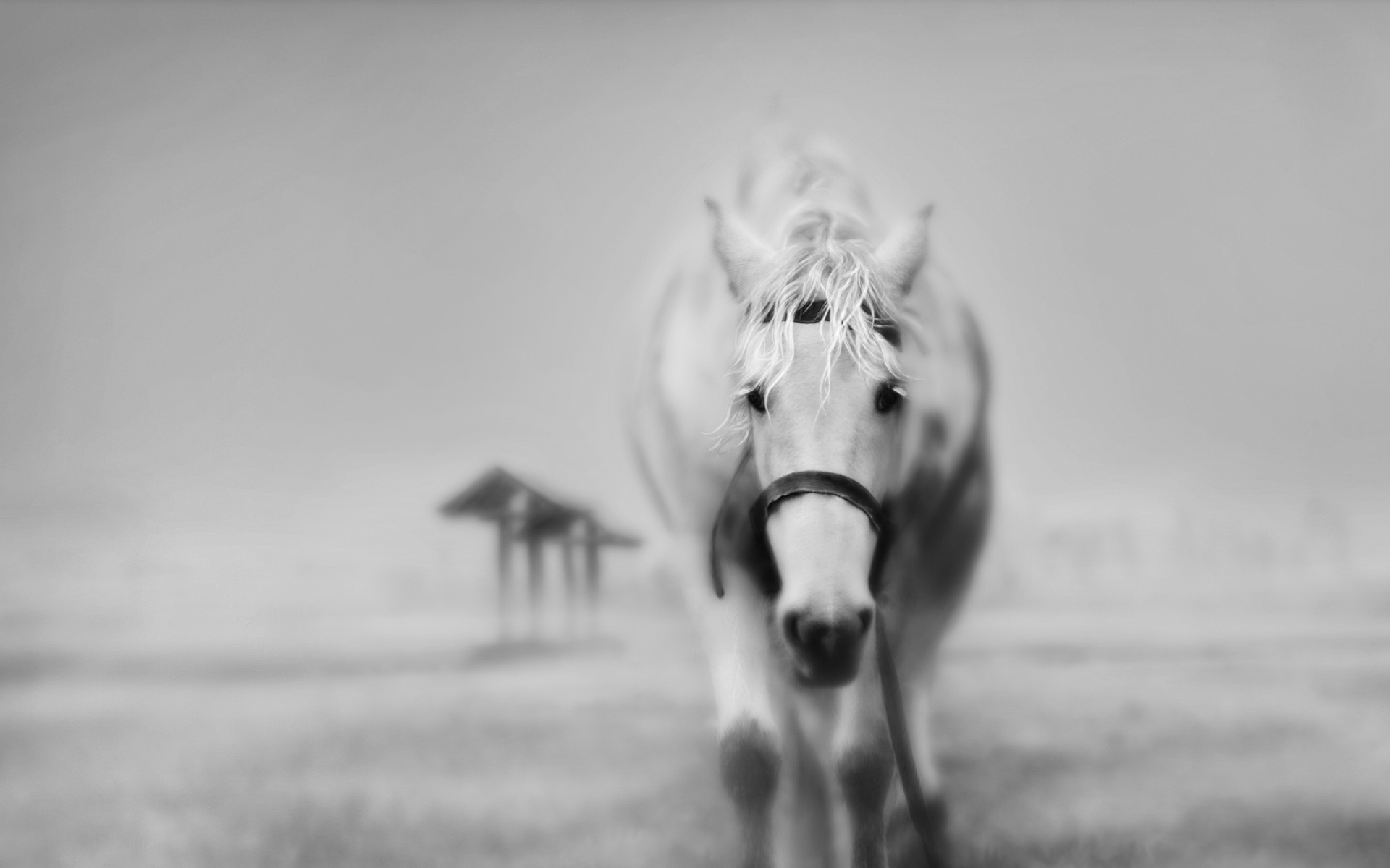 高清,动物,2012Y十一月10D,儿童桌面专用