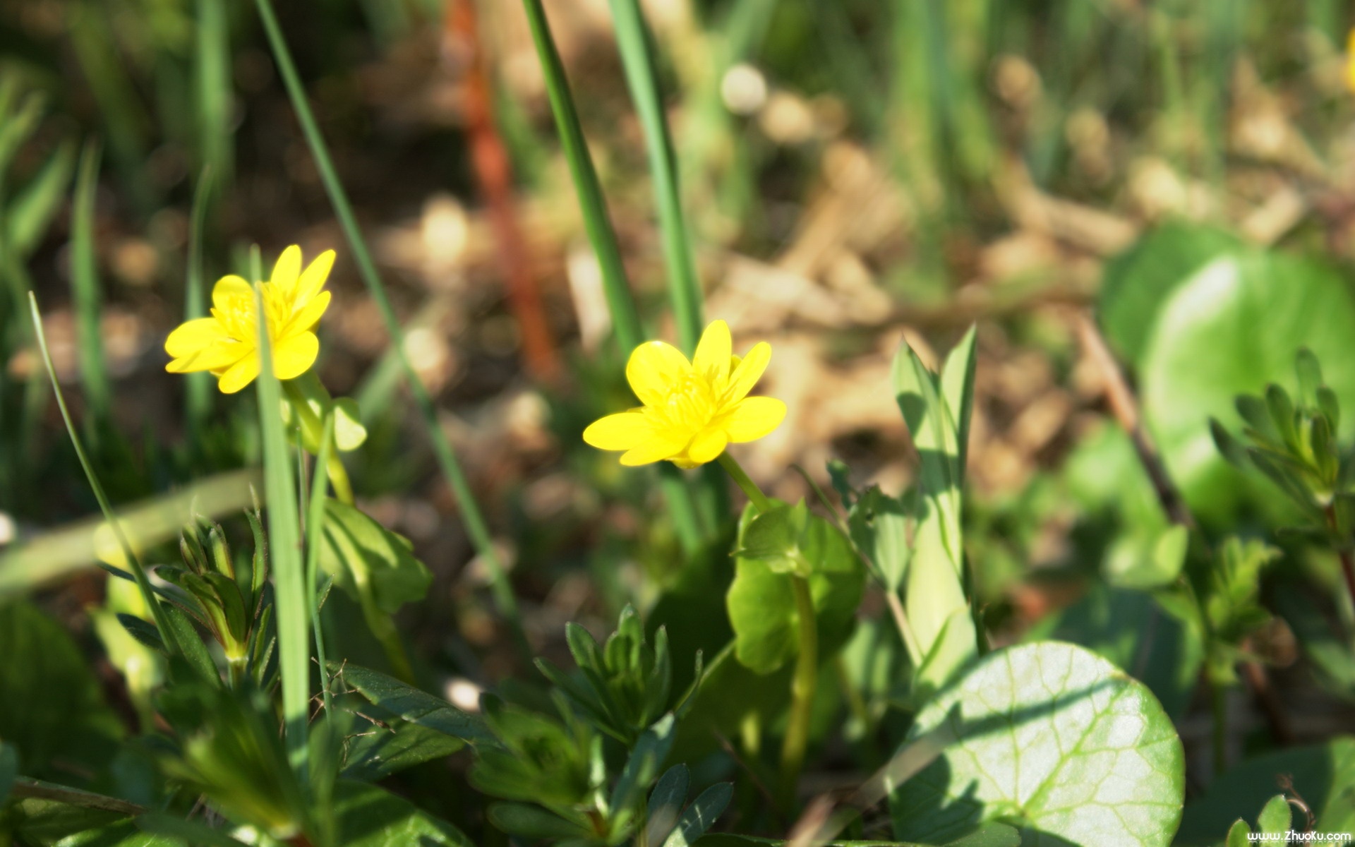 小清新,鸟语花香,花卉,儿童桌面专用