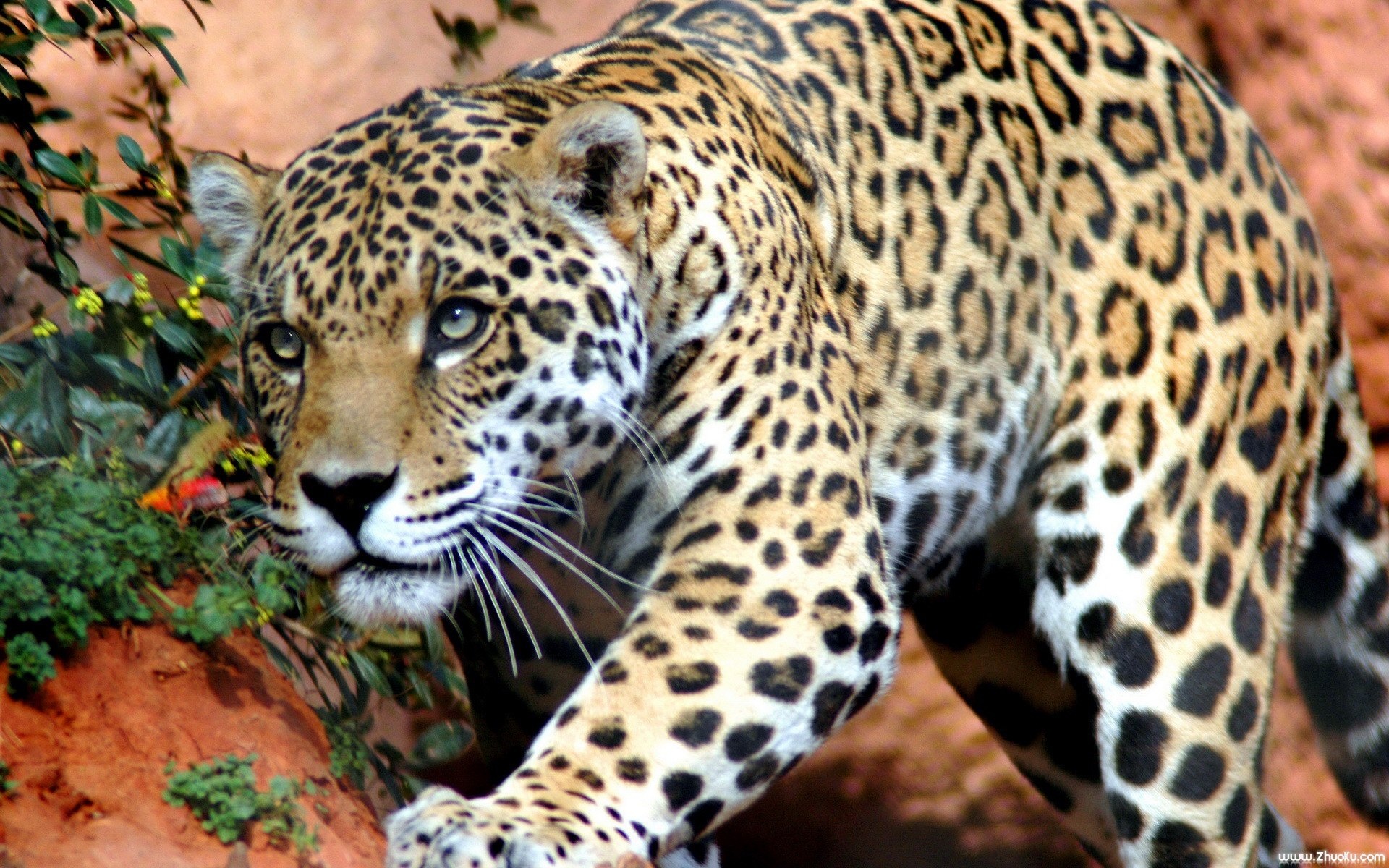 猫科,动物,高清,2012Y十一月09D,儿童桌面专用