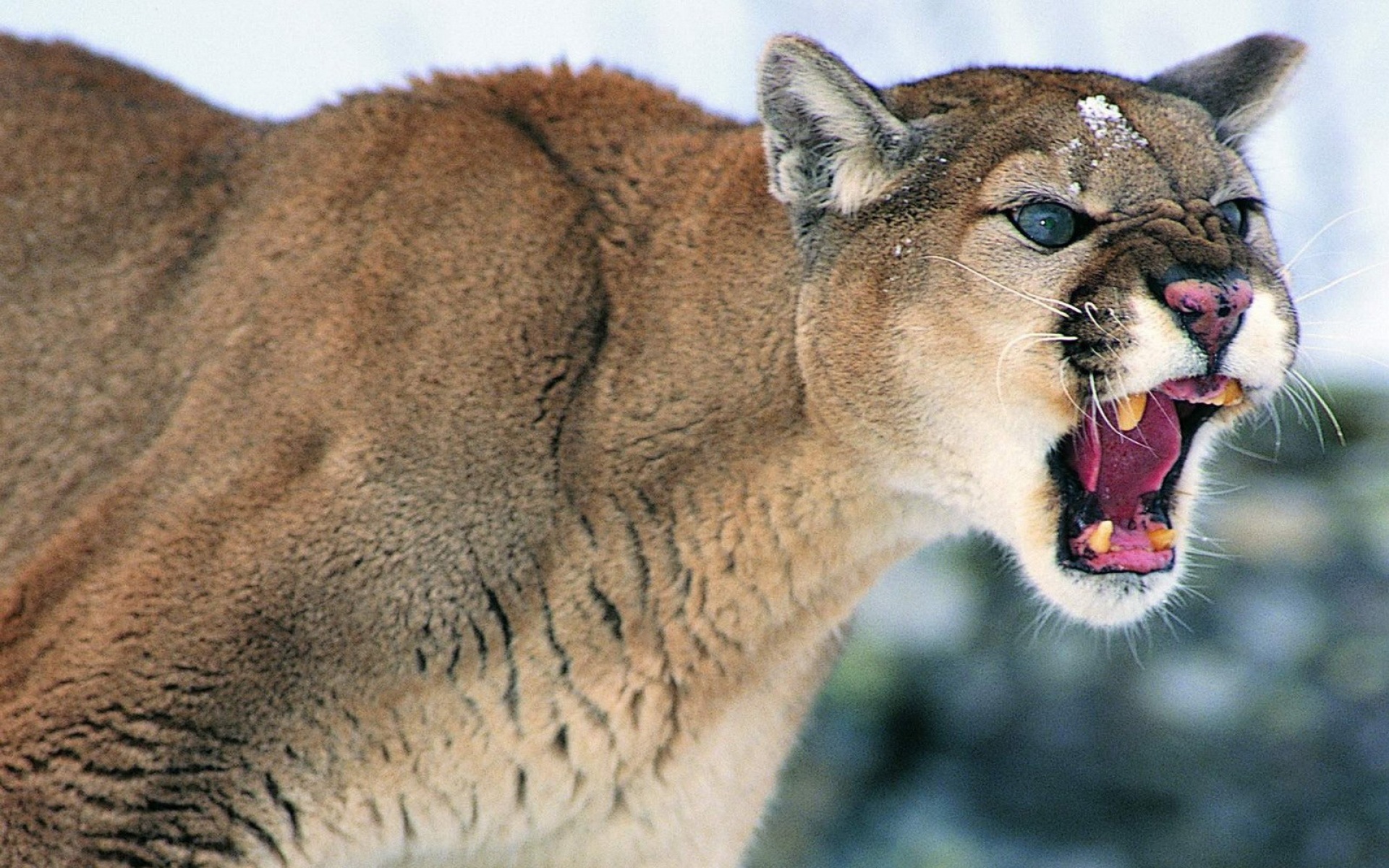 猫科,野兽,动物,2012Y十一月04D,儿童桌面专用