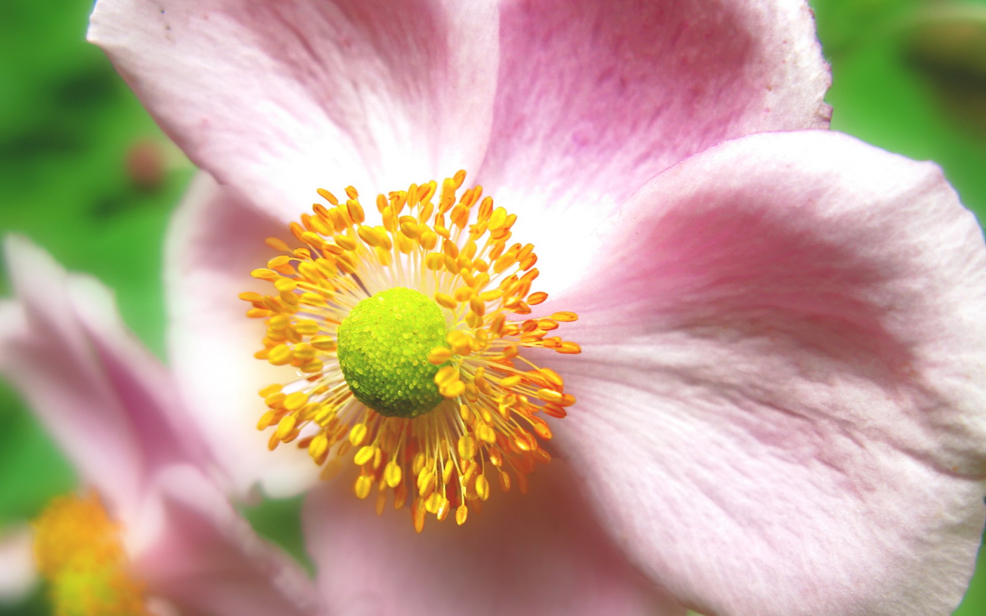 小清新,娇艳欲滴,花卉,儿童桌面专用