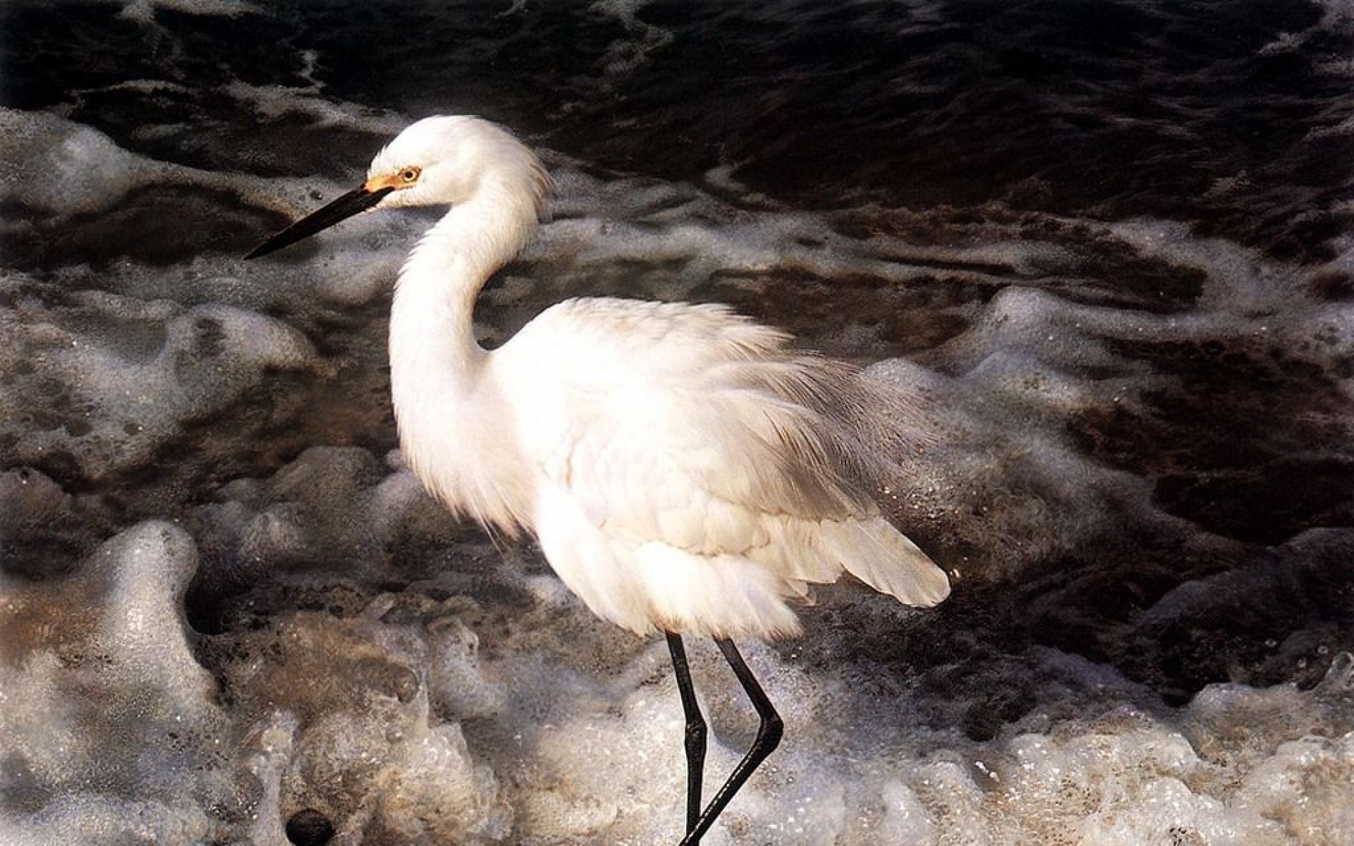 小鸟天地,鸟,儿童桌面专用