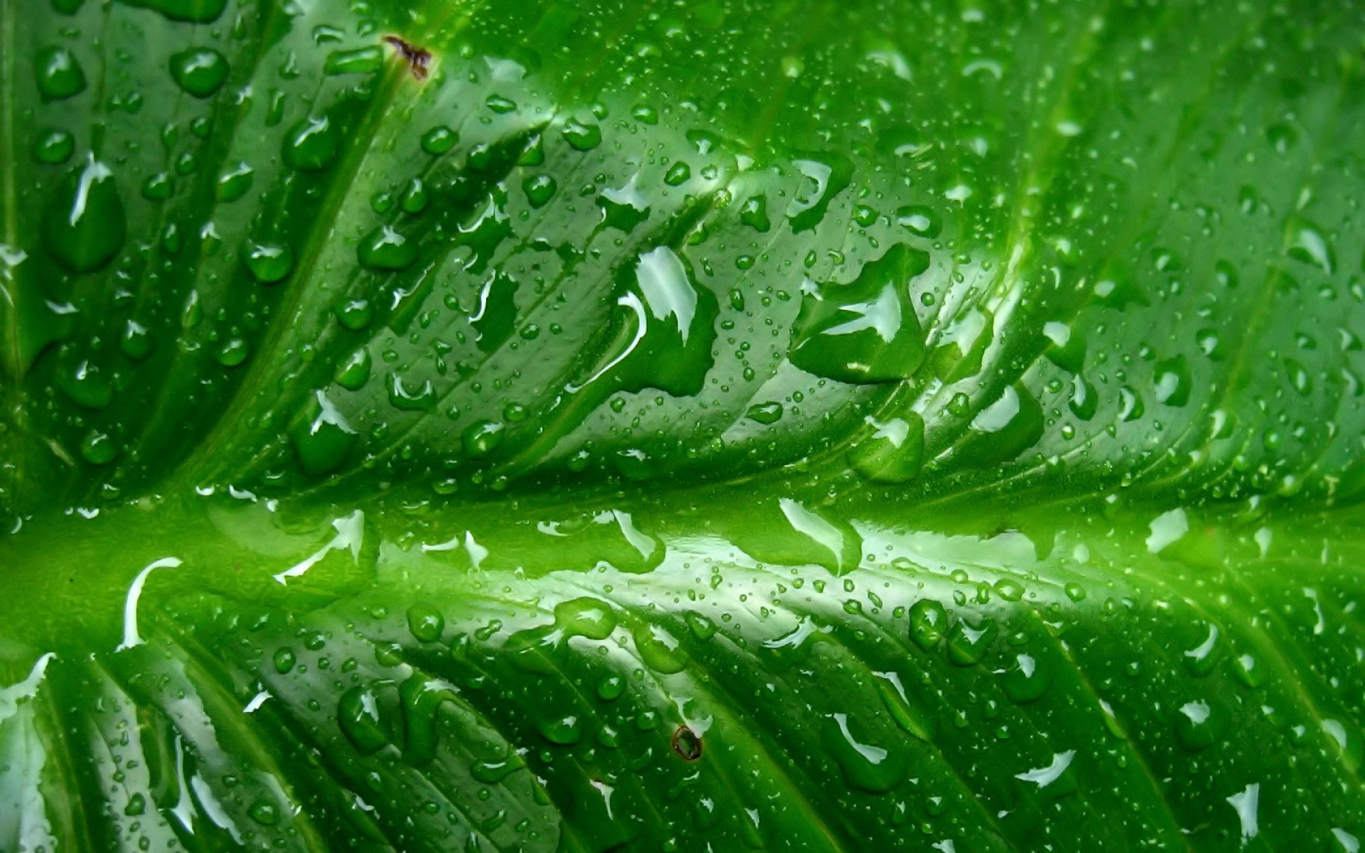 小清新,护眼壁纸,绿色,儿童桌面专用