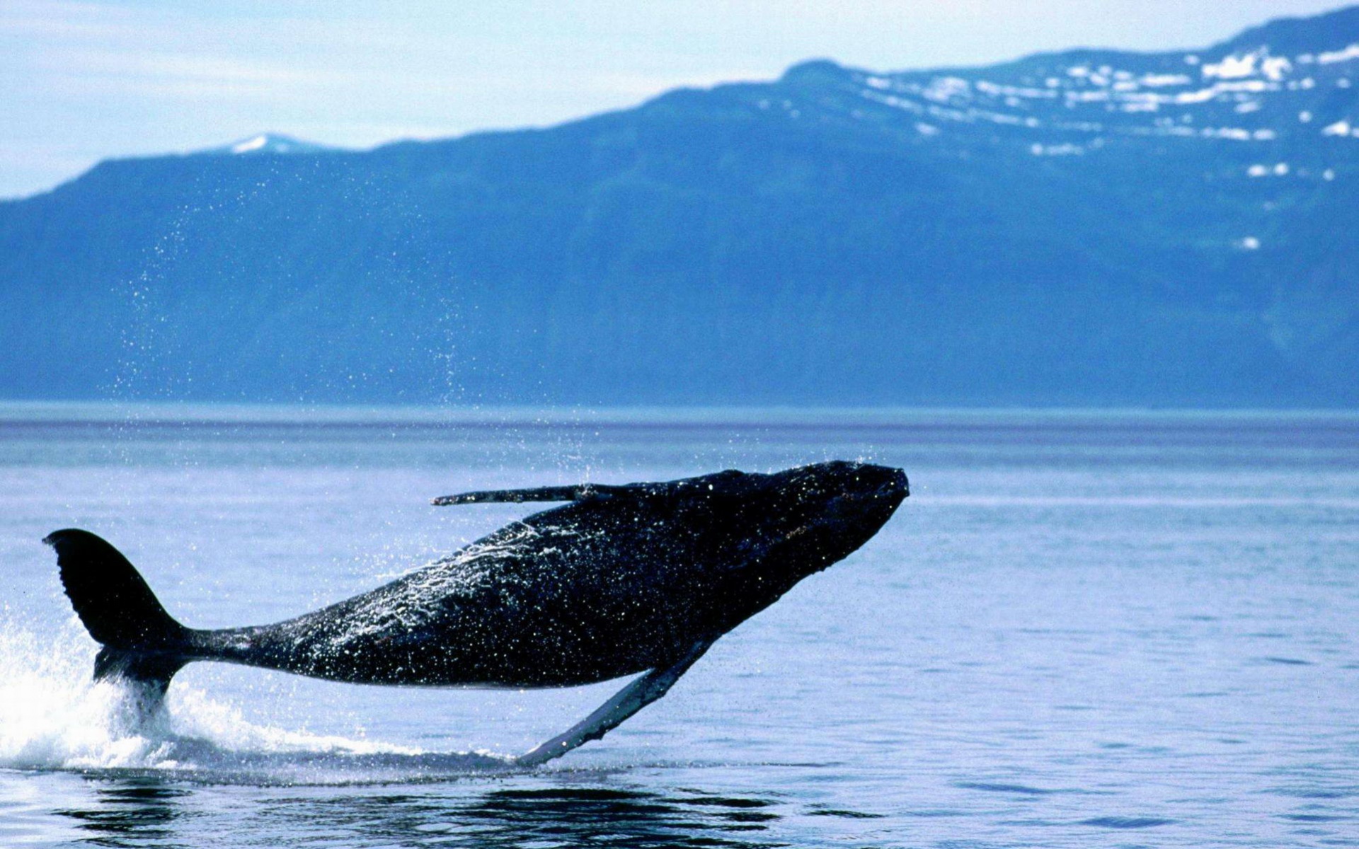 萌宠,鲸鱼,海底世界,儿童桌面专用