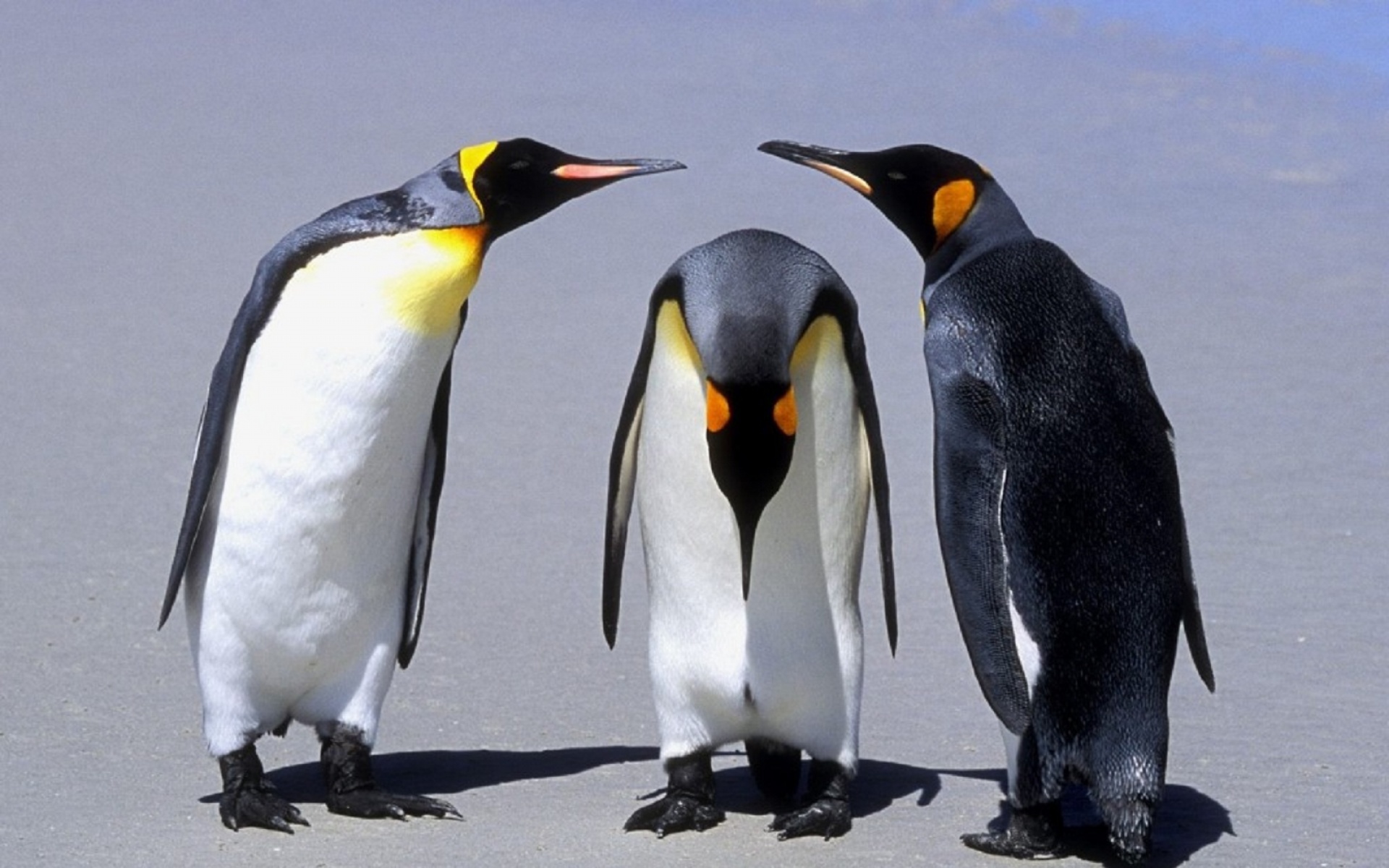 动物,生物,2012Y十一月05D,儿童桌面专用