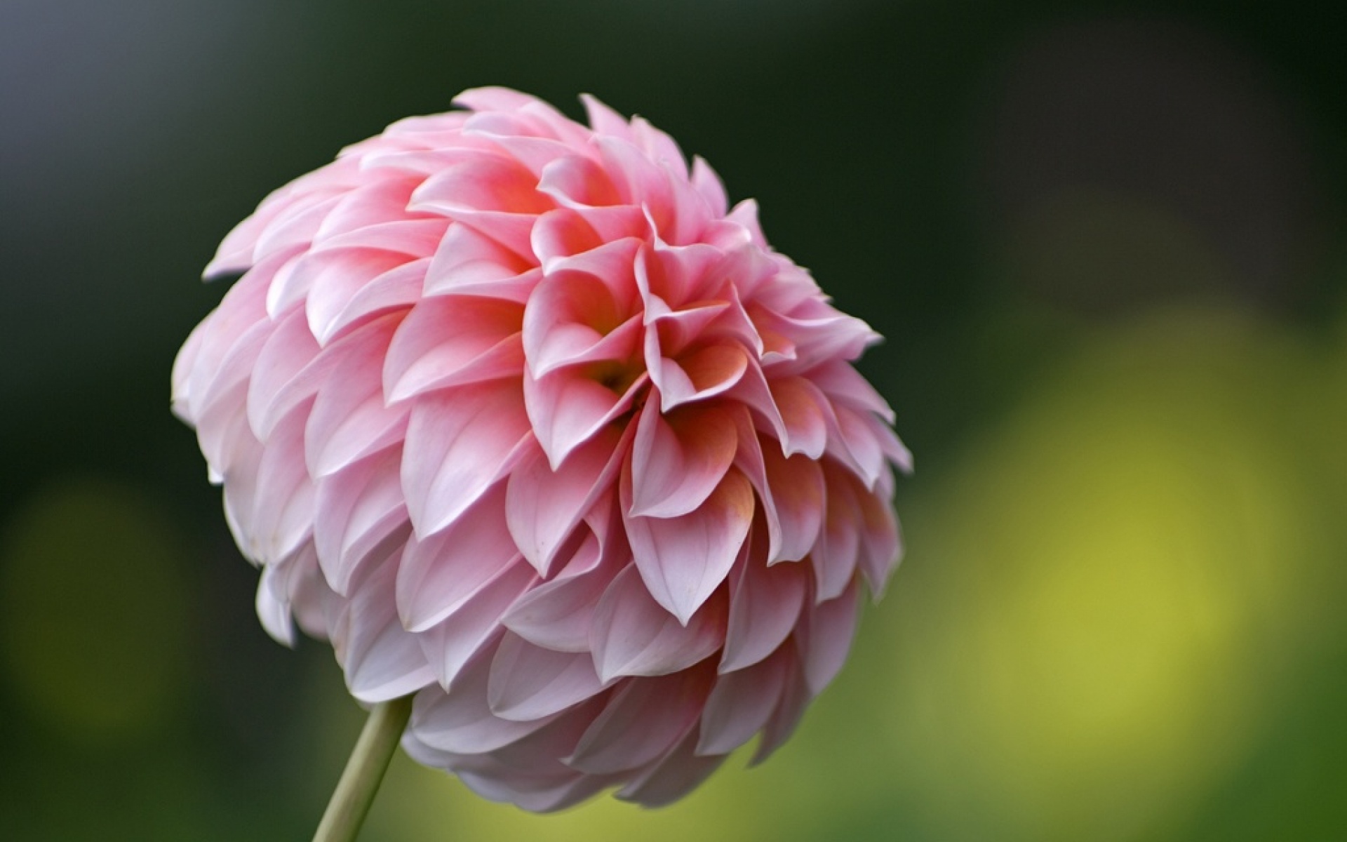 小清新,娇艳欲滴,菊花,植物,儿童桌面专用