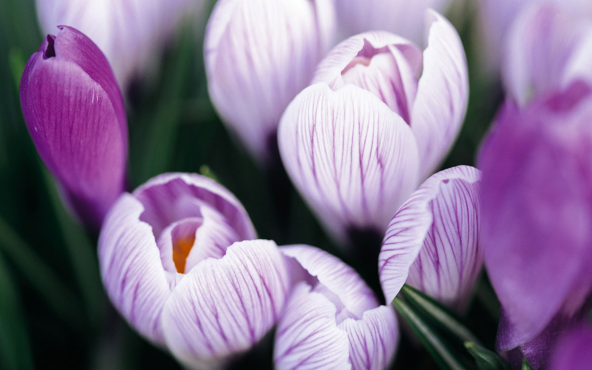 花卉,番红花,藏红花,西红花,娇艳欲滴,儿童桌面专用