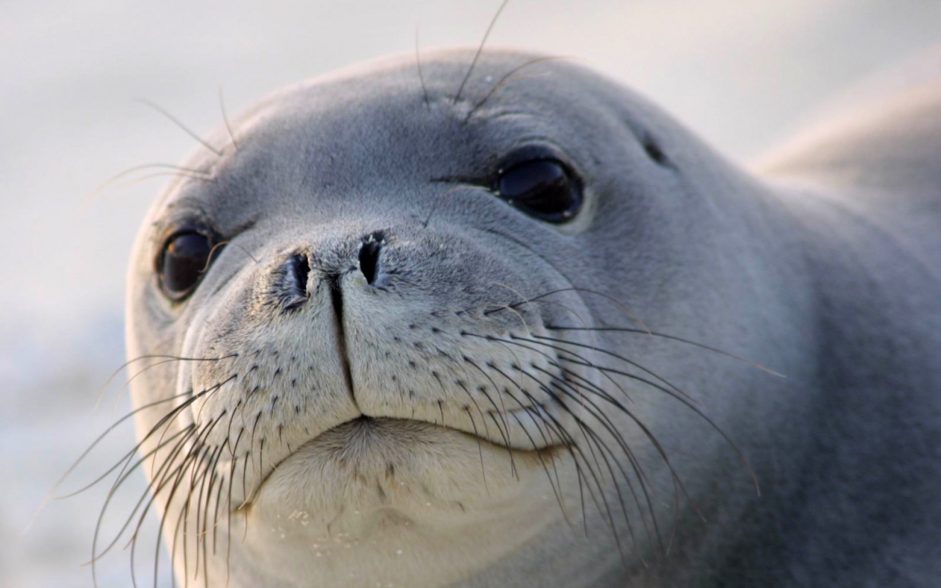 高清,精美,动物,生物,2012Y十月31D,儿童桌面专用