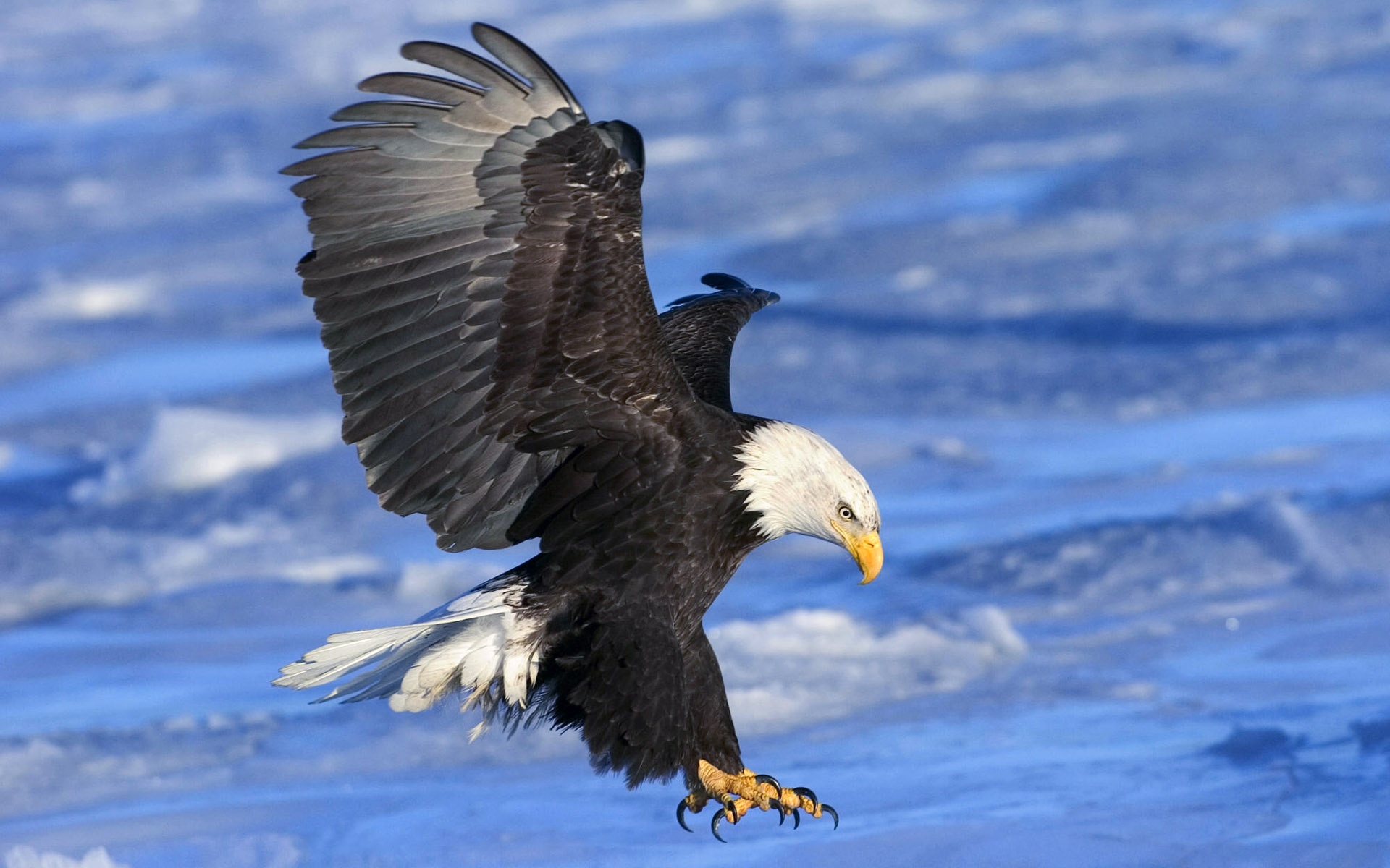 宽屏,动物,2012Y十一月05D,儿童桌面专用