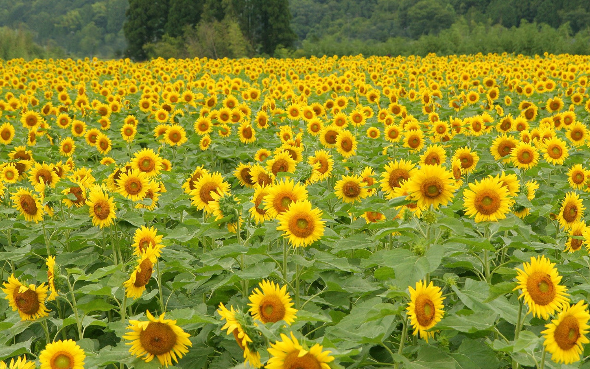 小清新,鸟语花香,葵花,儿童桌面专用