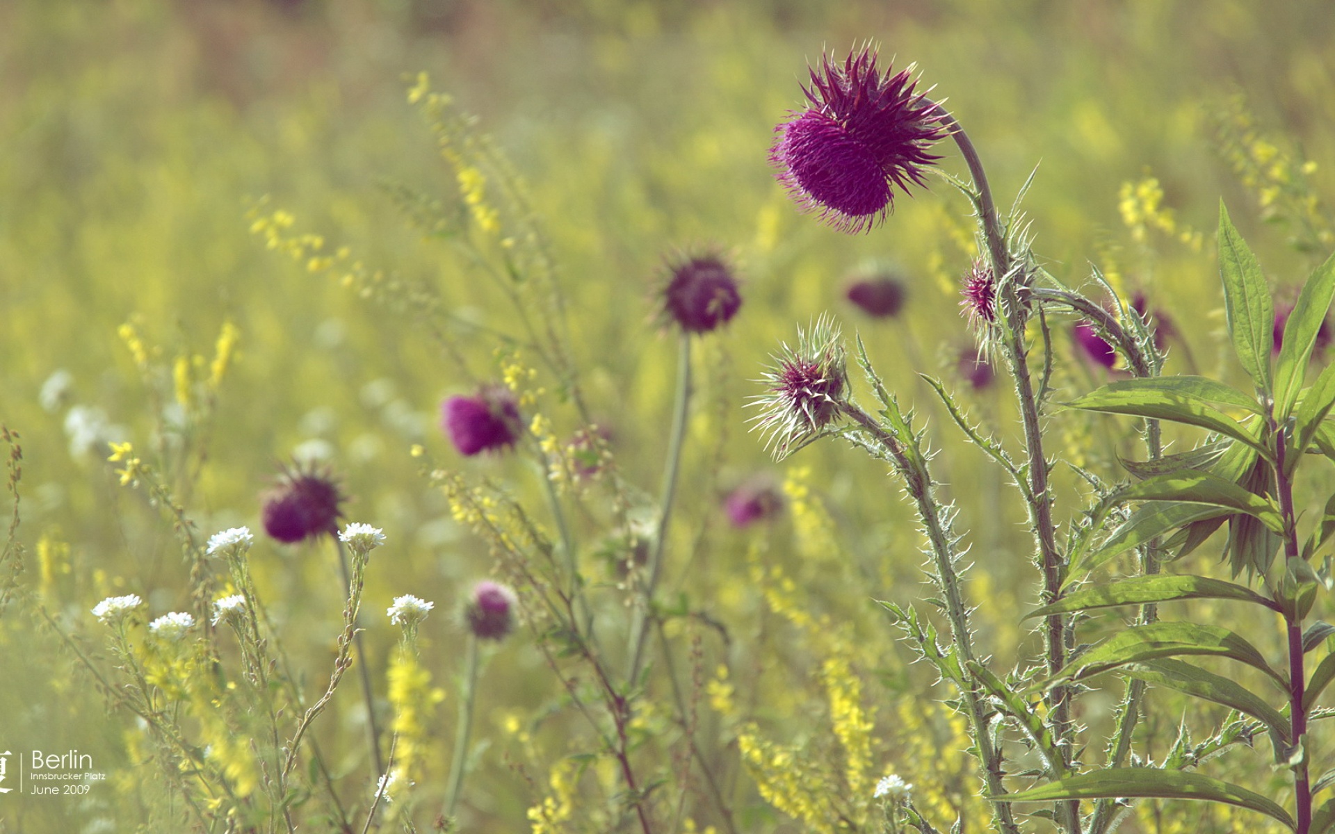 小清新,静物写真,花卉,儿童桌面专用