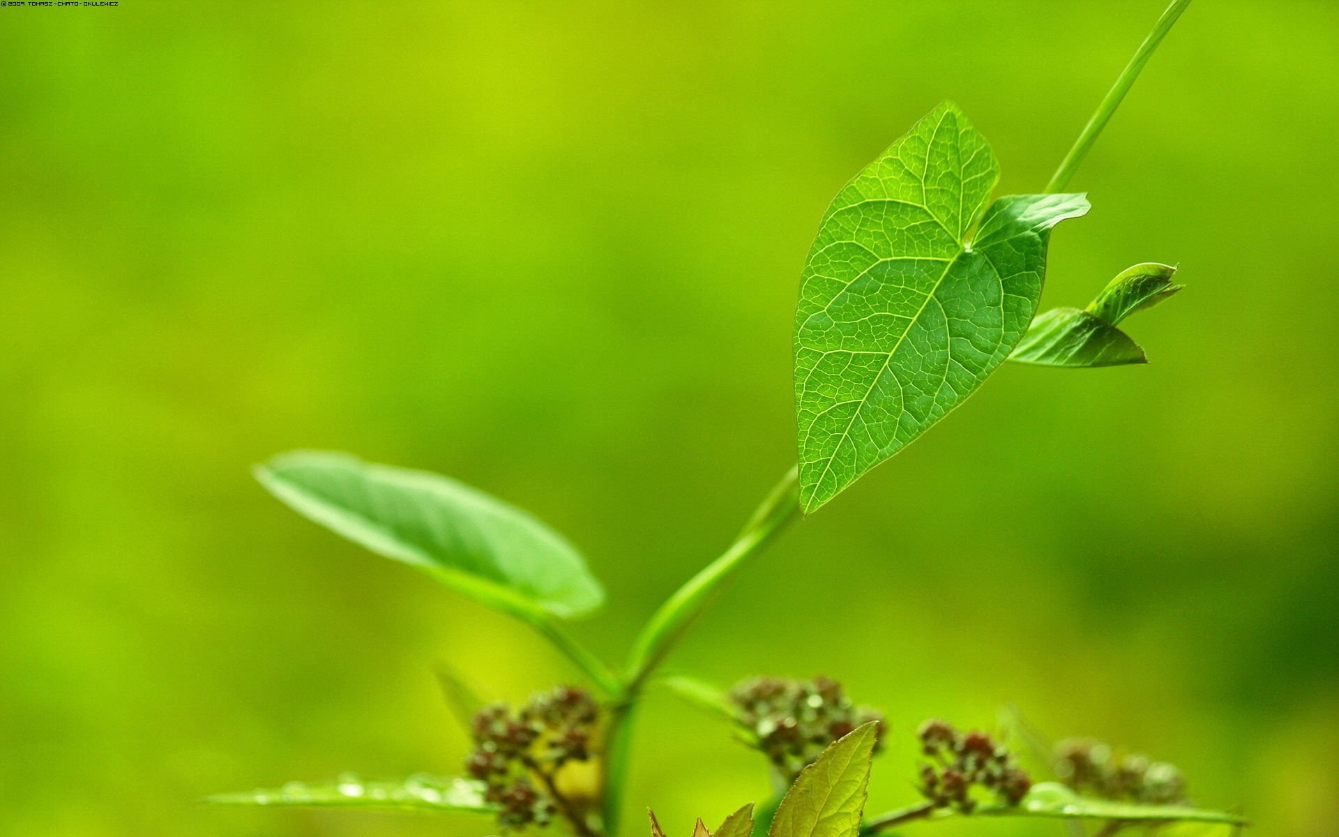 小清新,护眼壁纸,绿色,儿童桌面专用