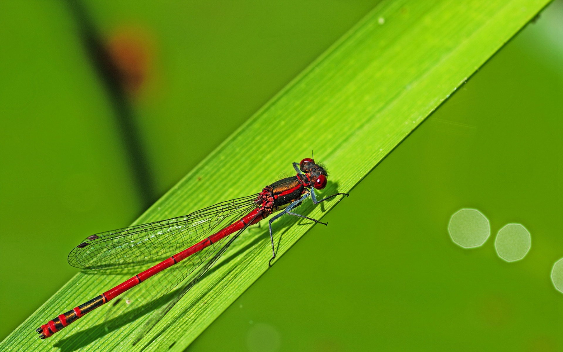 小清新,护眼壁纸,儿童桌面专用