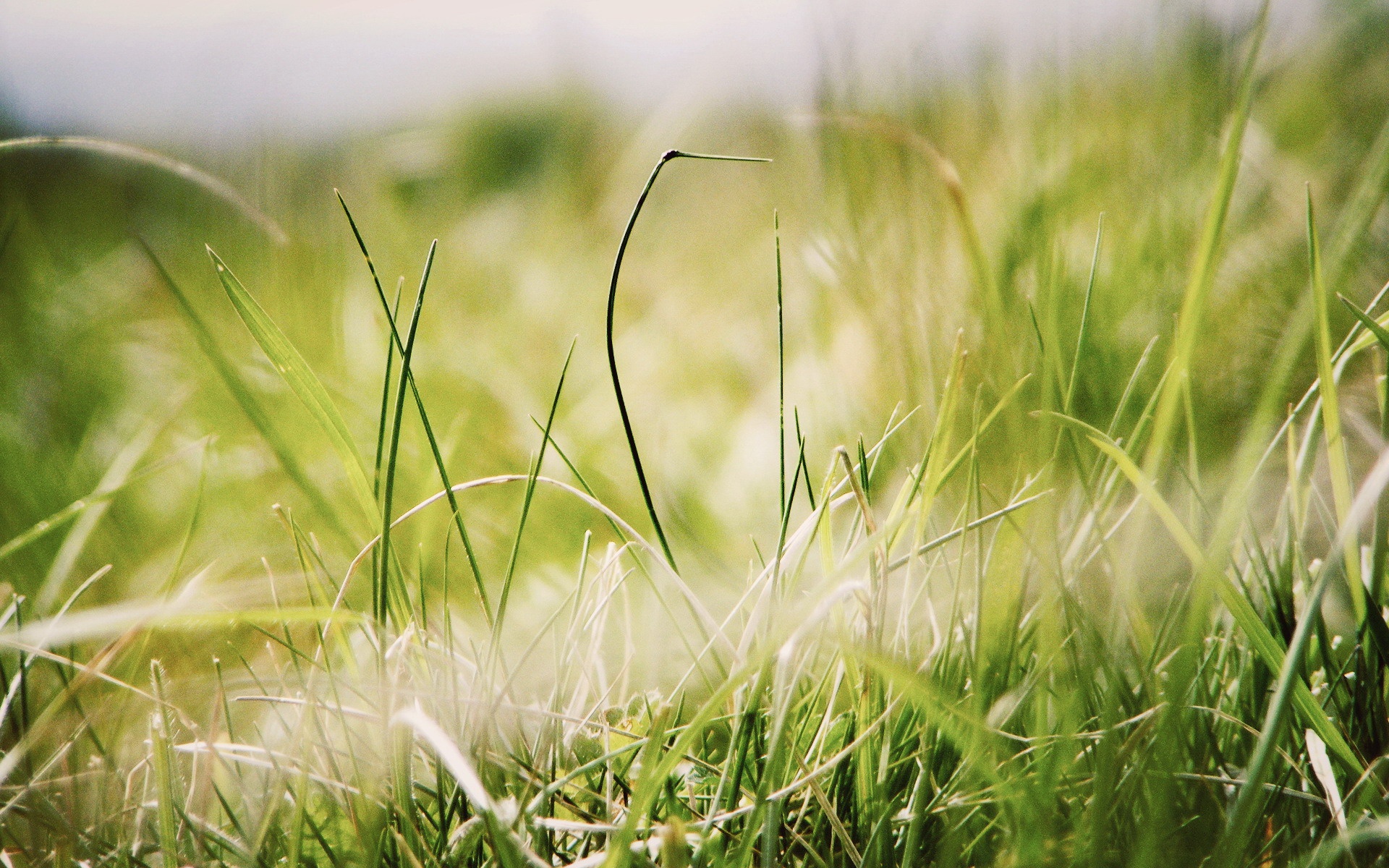 小清新,舒缓压力,绿色,儿童桌面专用