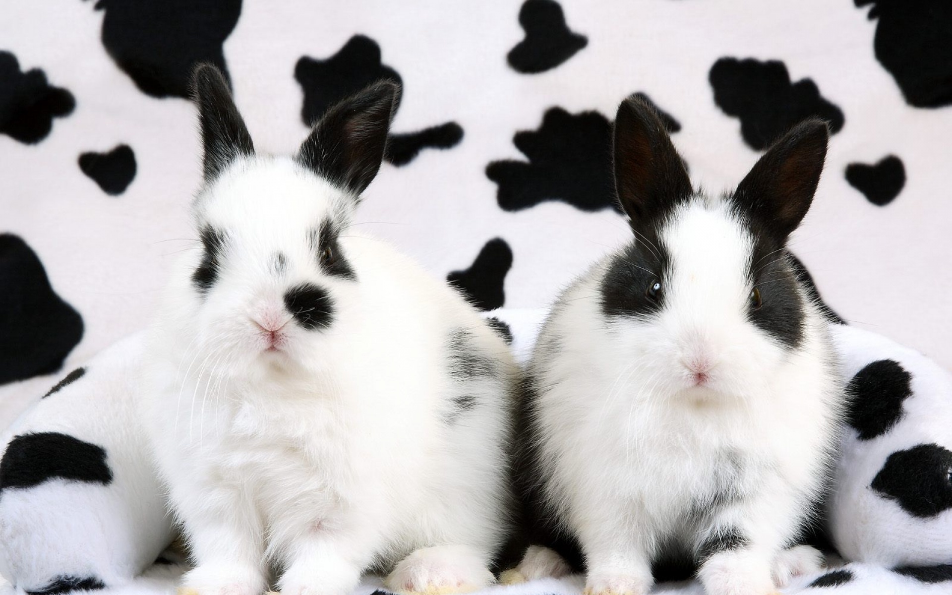 卖萌图,兔子,儿童桌面专用