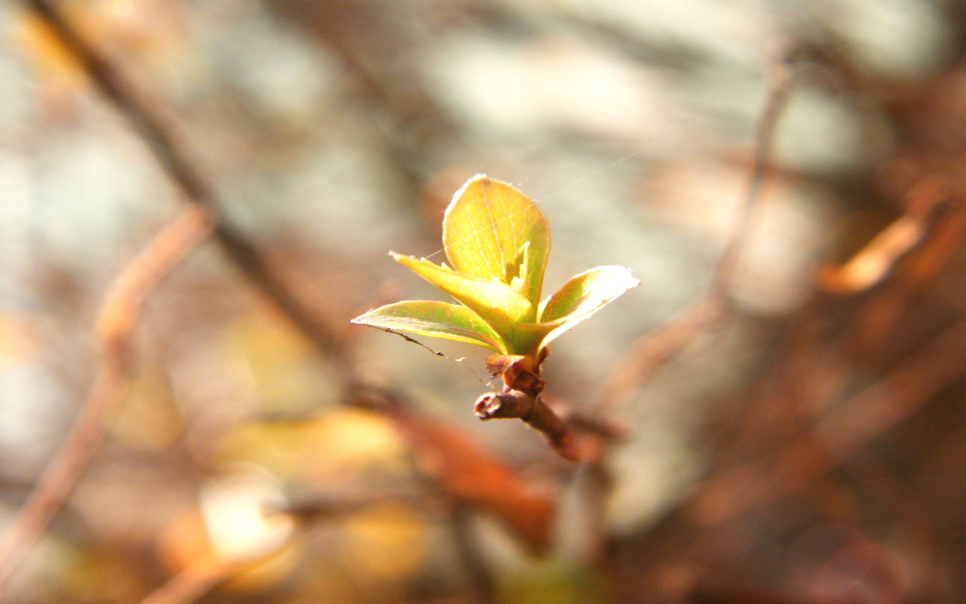 小清新,舒缓压力,叶,儿童桌面专用