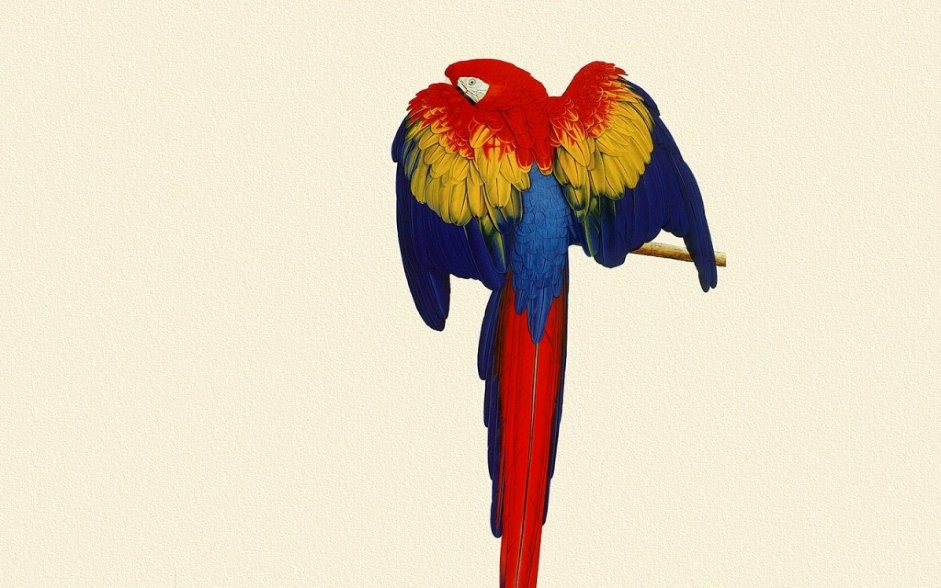 动物,绘画,风格,2012Y十一月04D,儿童桌面专用