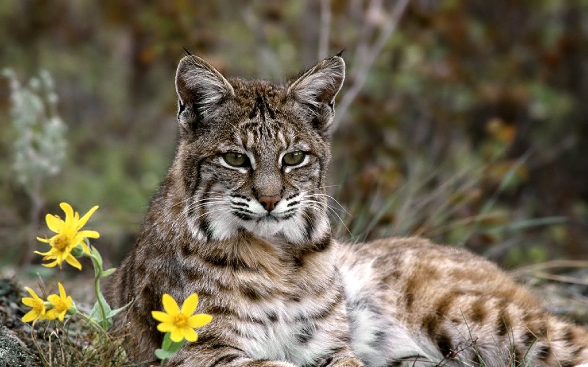 野生动物,儿童桌面专用