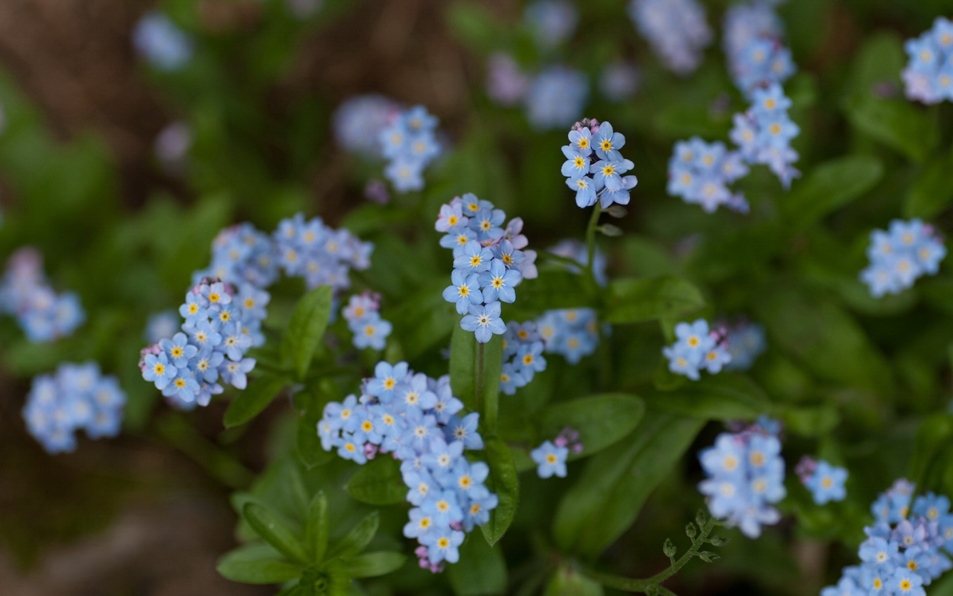 小清新,清新淡雅,花卉,儿童桌面专用