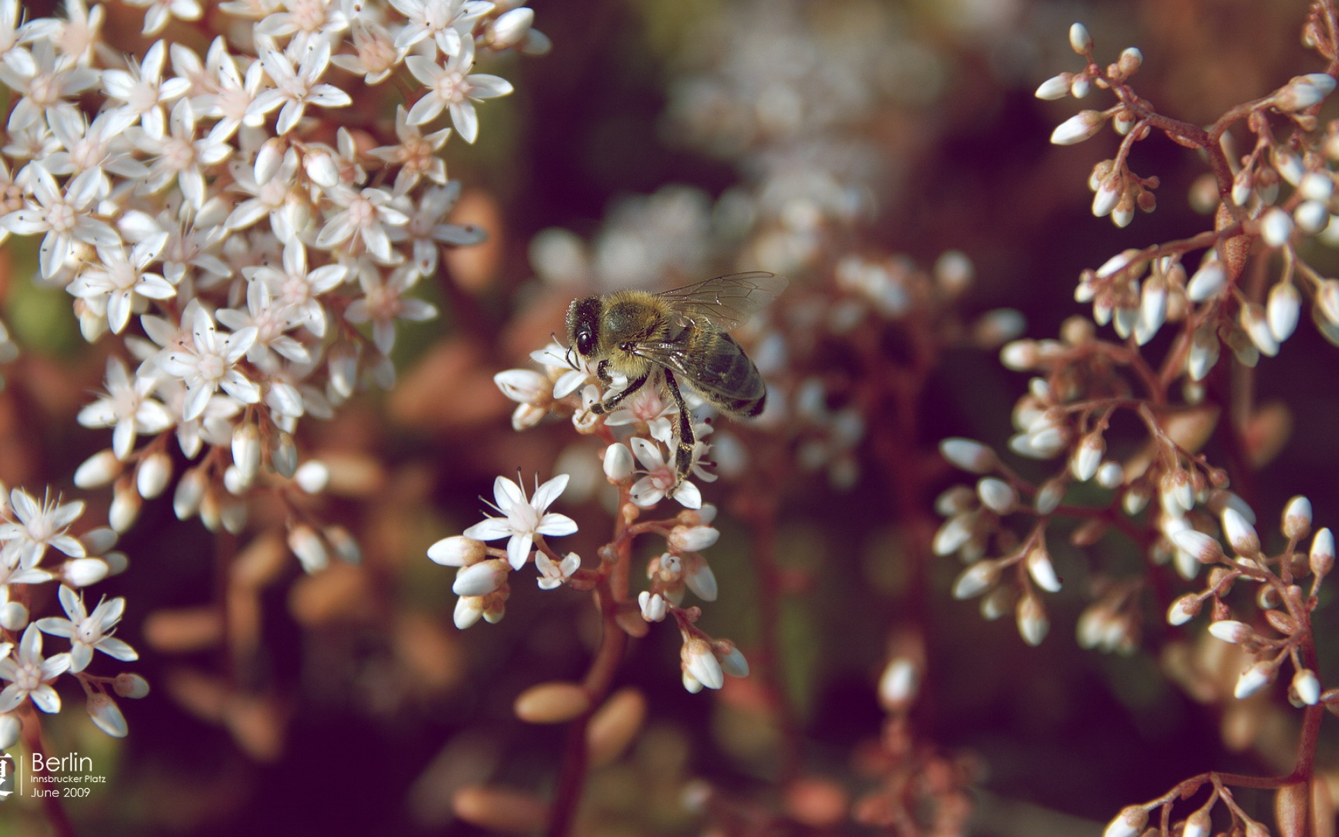 萌宠,昆虫图,儿童桌面专用