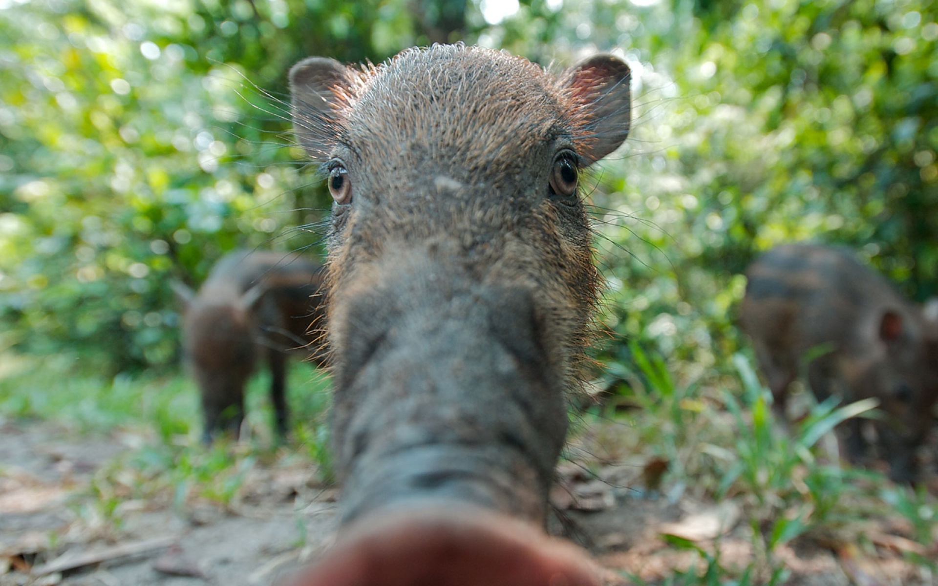 世界地理,动物,高清,2012Y十一月03D,儿童桌面专用