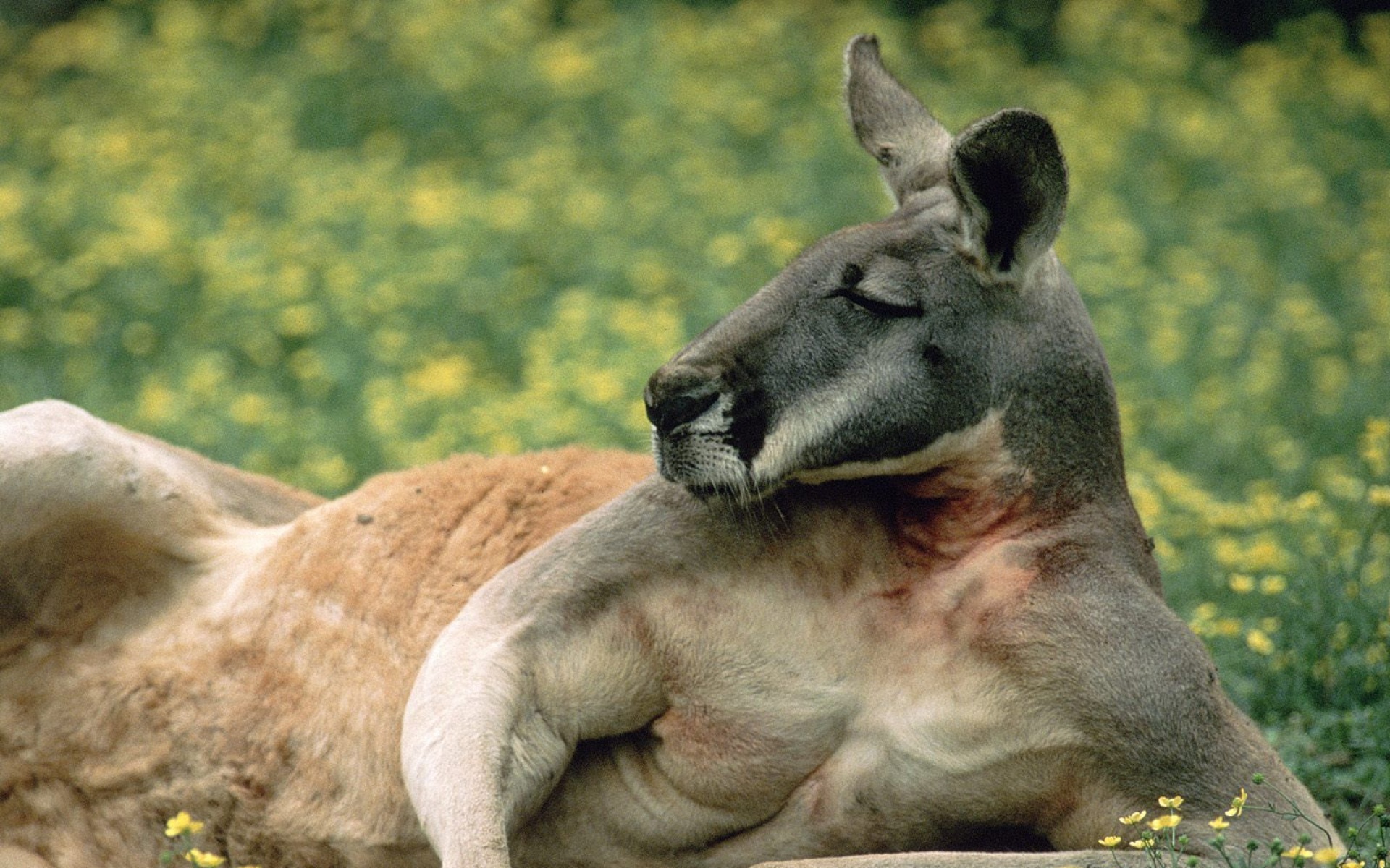 野生动物,袋鼠,儿童桌面专用