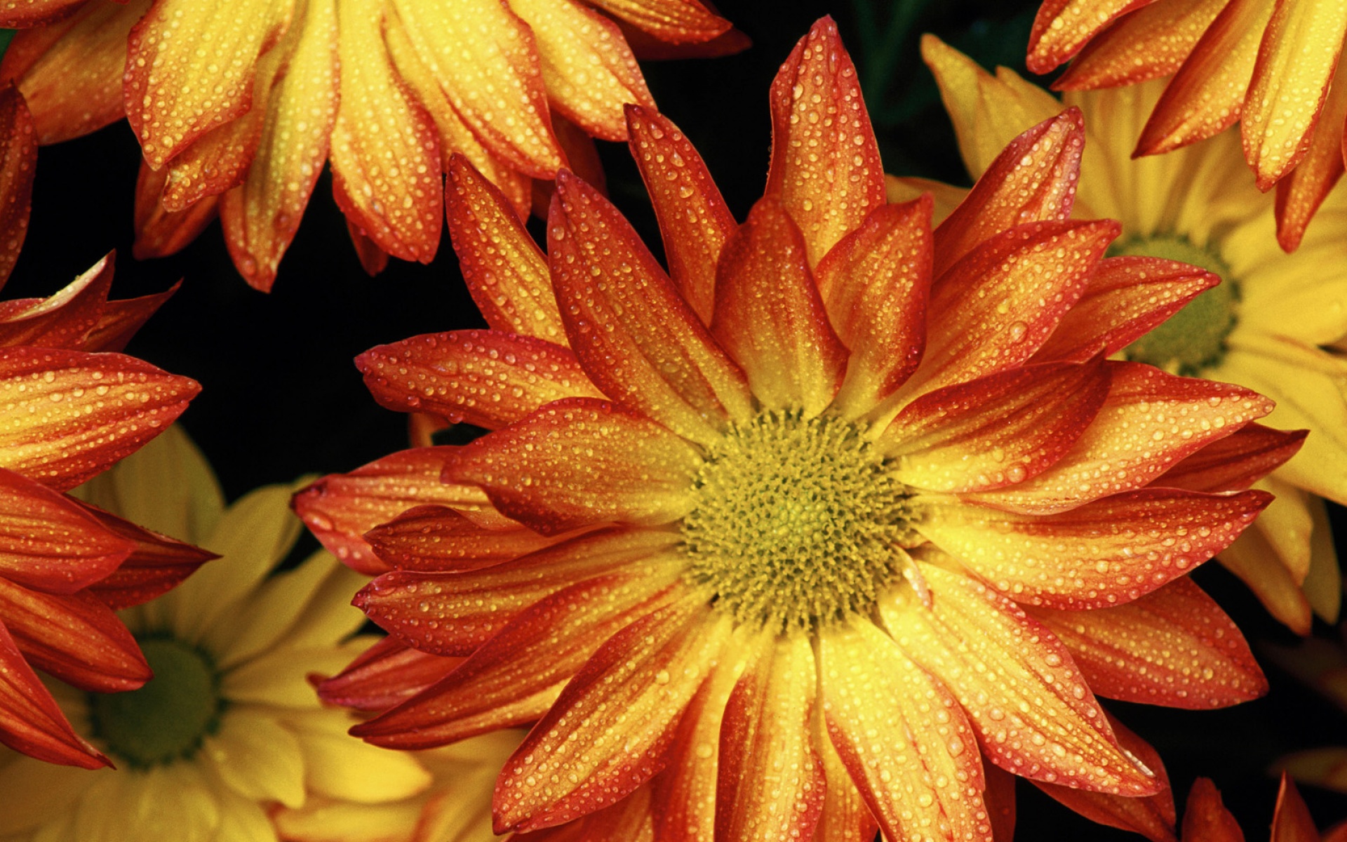 Webshots,2010年,十一月,精美,风光,动物,摄影,2012Y十月31D,儿童桌面专用