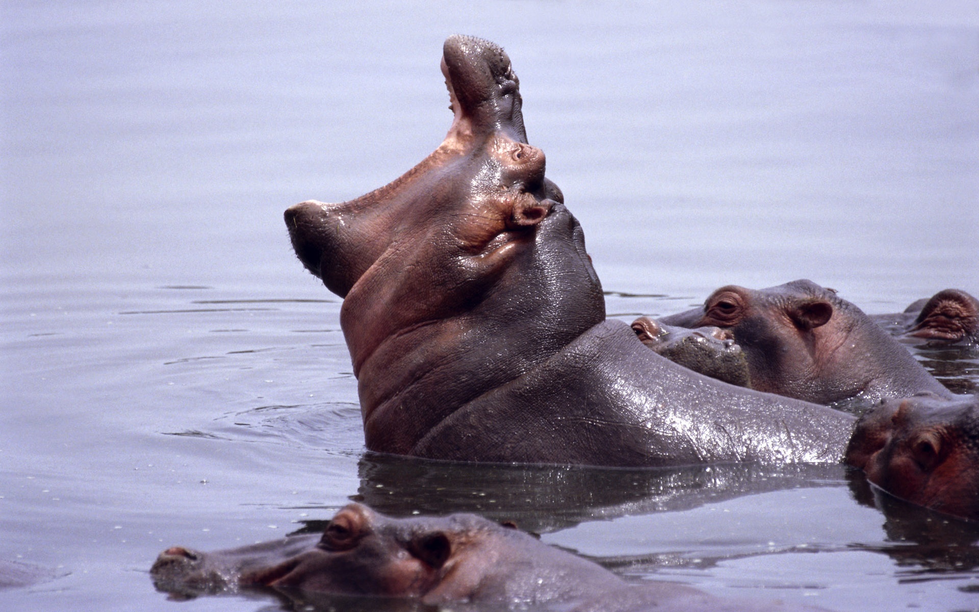 非洲,野生,动物,宽屏,2012Y十一月,河马,儿童桌面专用