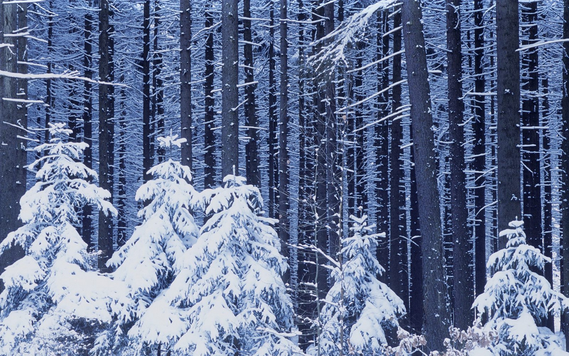 风景,冰天雪地,2012Y十一月04D,儿童桌面专用