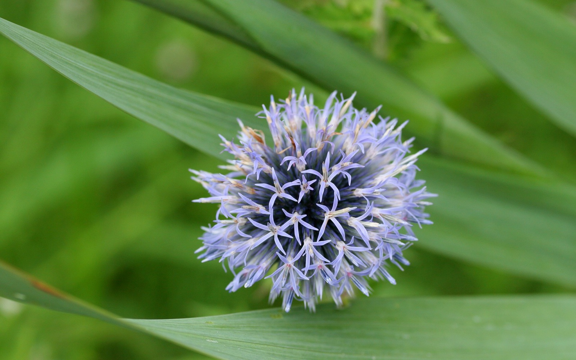 小清新,护眼壁纸,花卉,儿童桌面专用