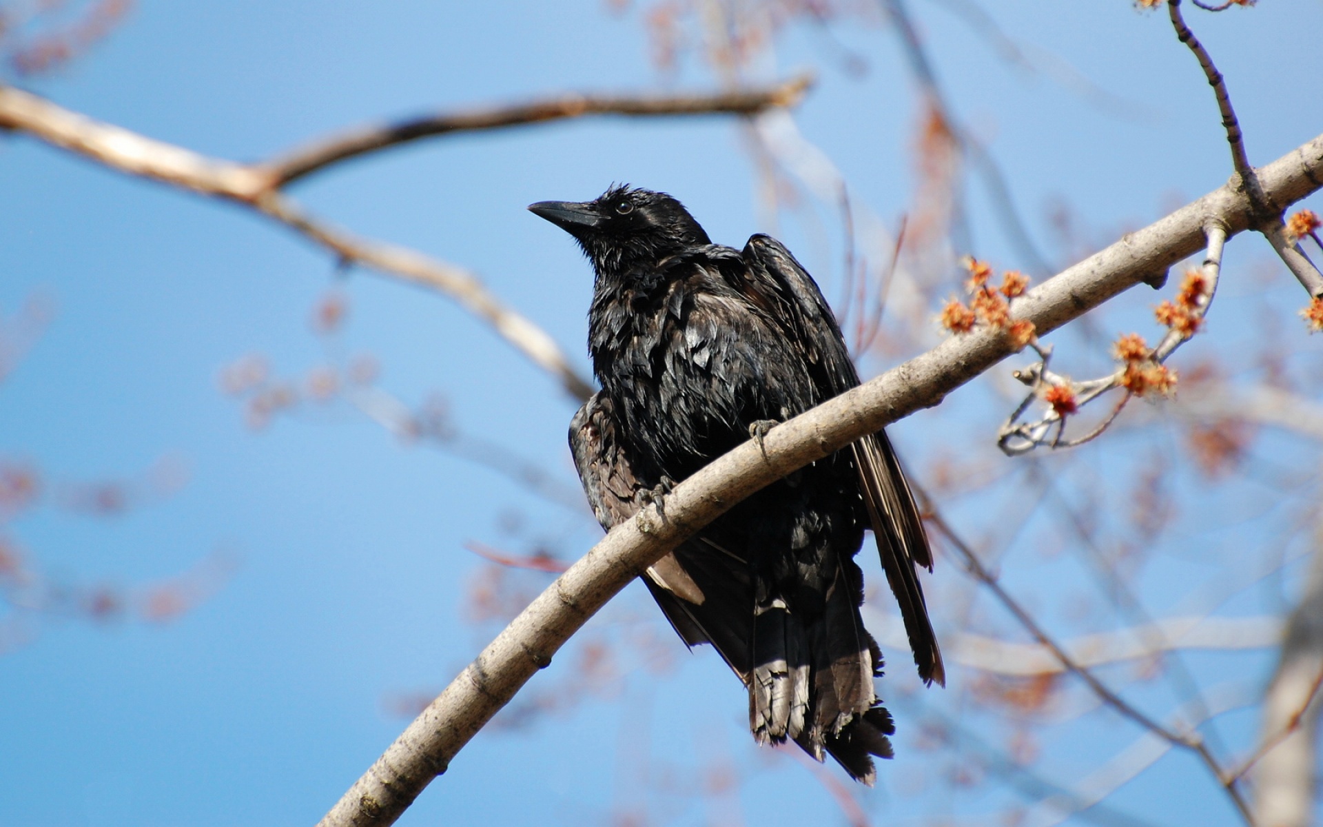 萌宠,古灵精怪,2012Y十一月02D,儿童桌面专用