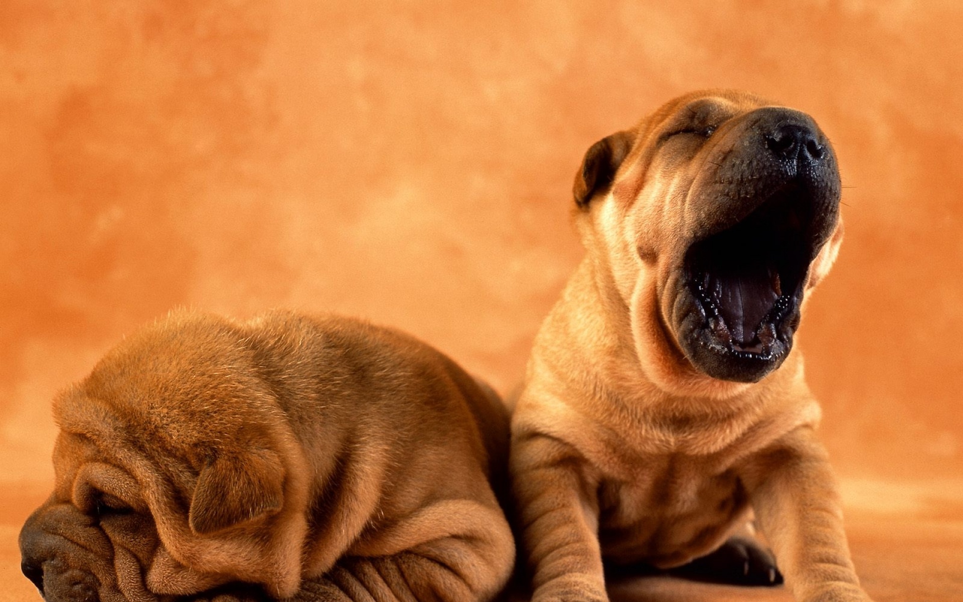 高清,动物,2012Y十一月10D,狗,儿童桌面专用