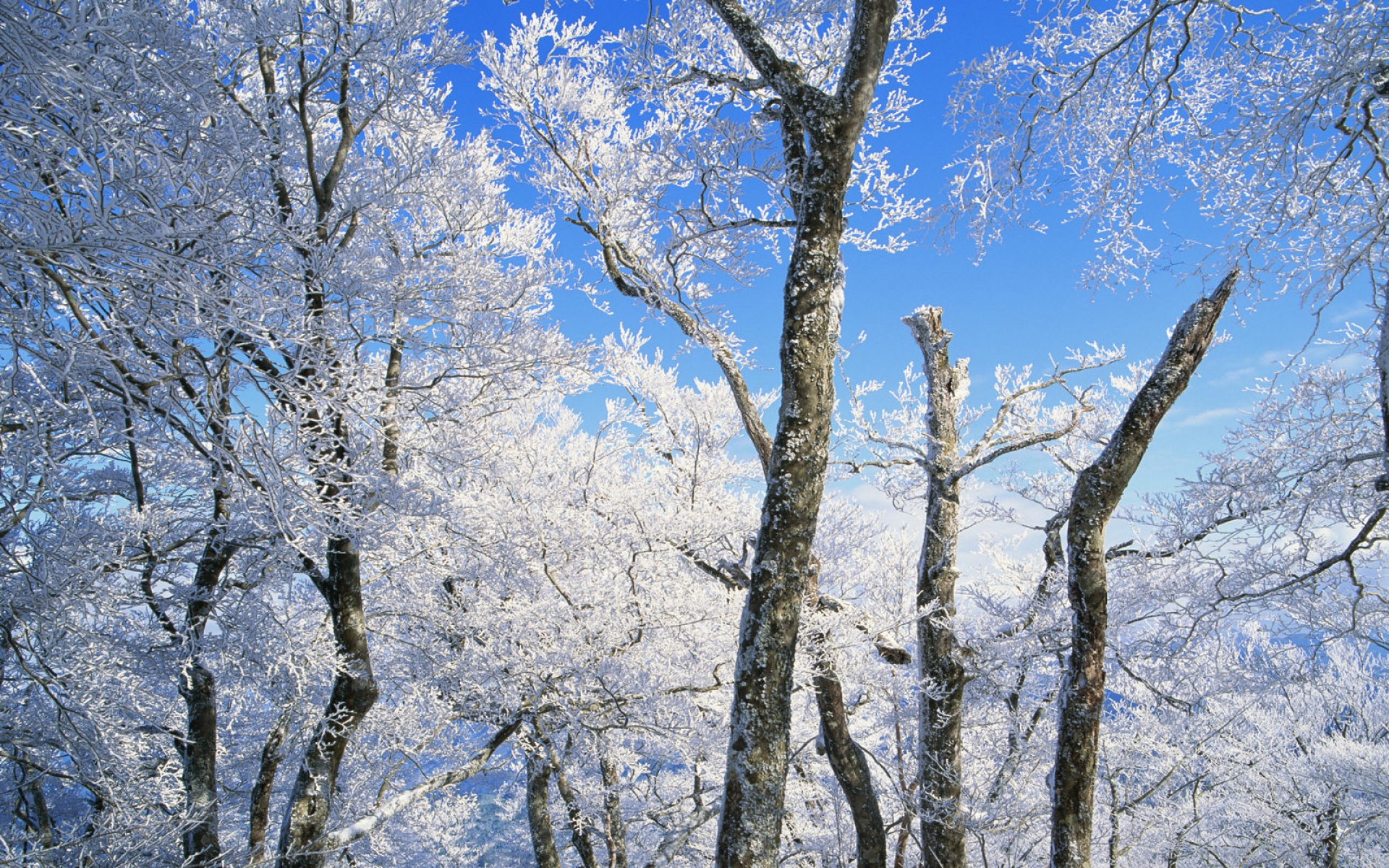 风景,冰天雪地,2012Y十一月04D,儿童桌面专用