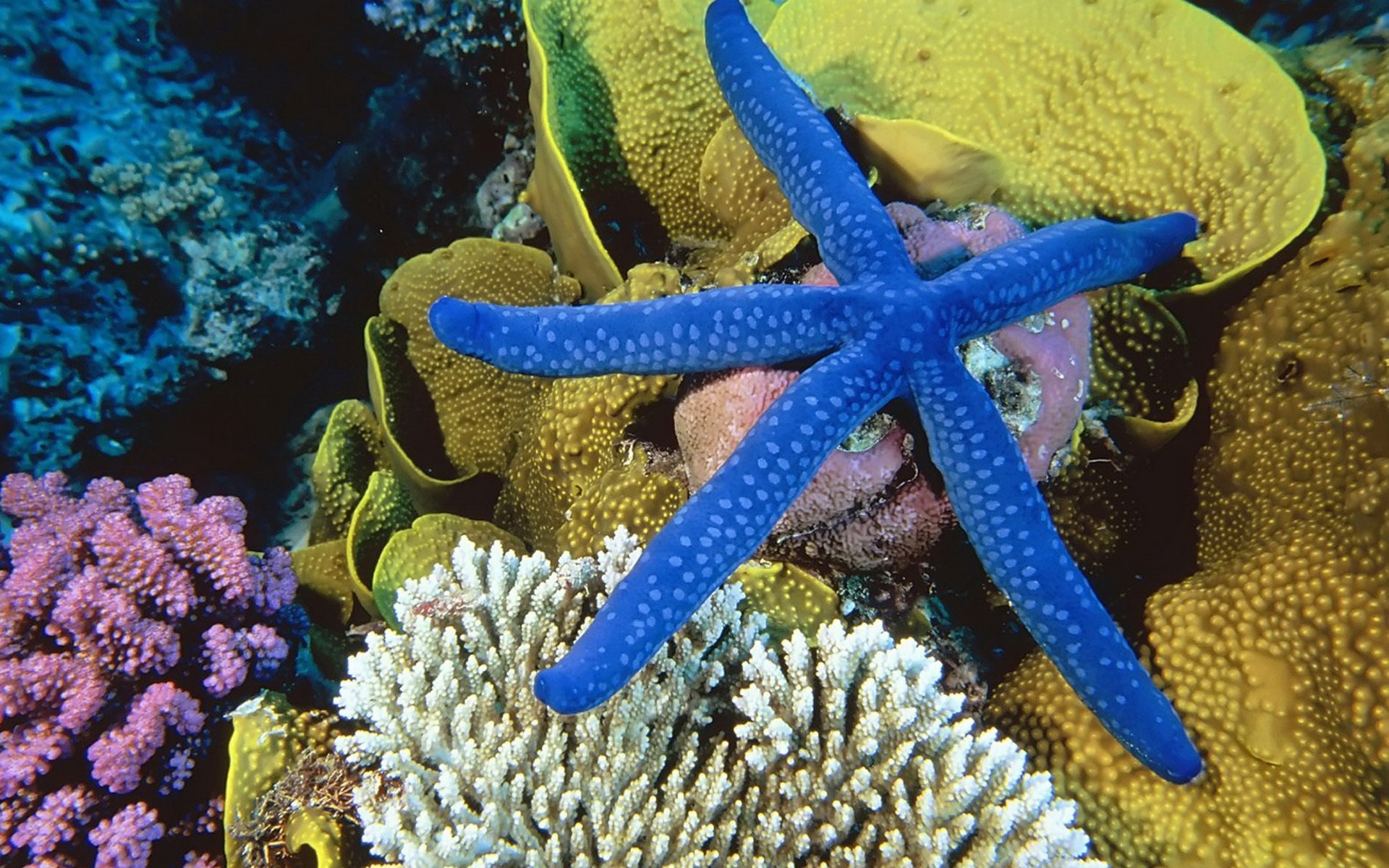 萌宠,海星,海底世界,儿童桌面专用