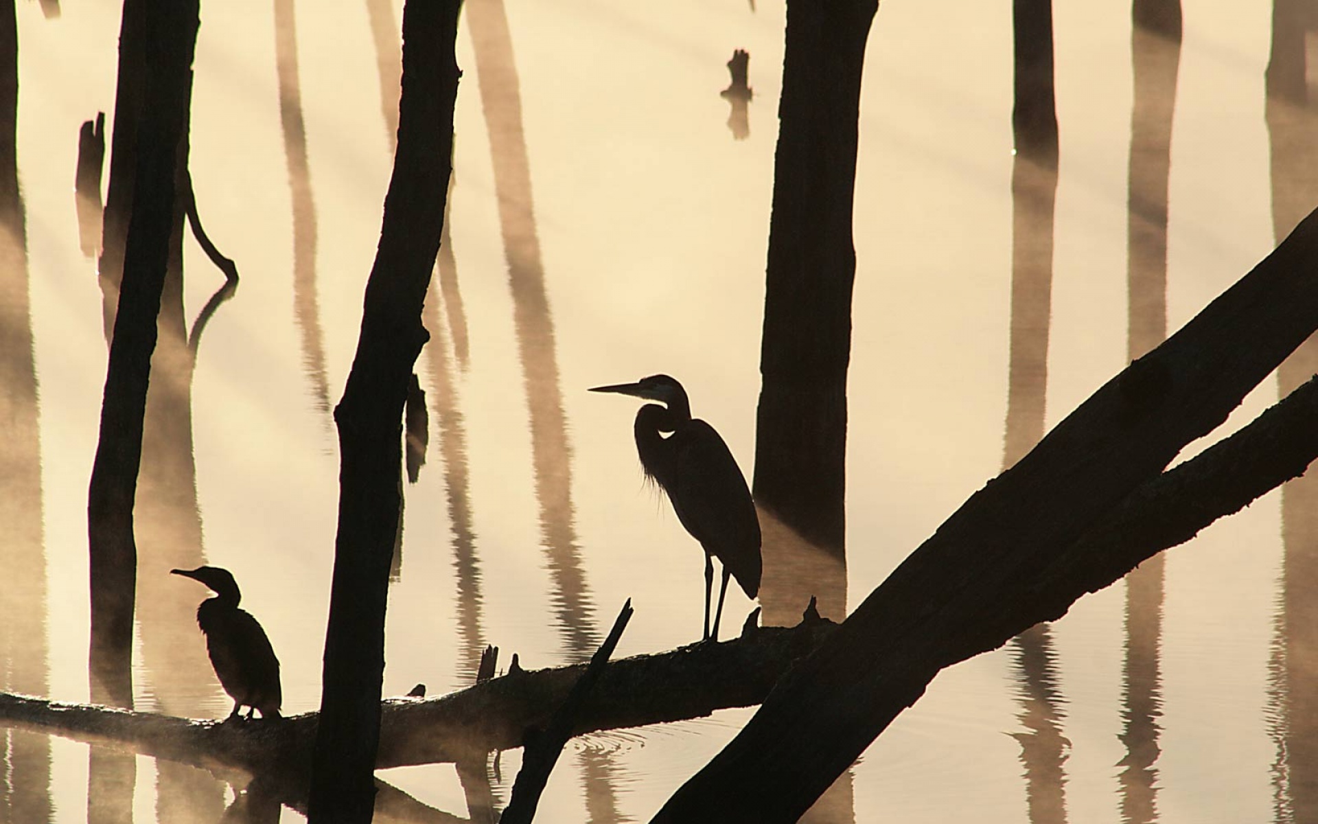 萌宠动物,野生动物,儿童桌面专用