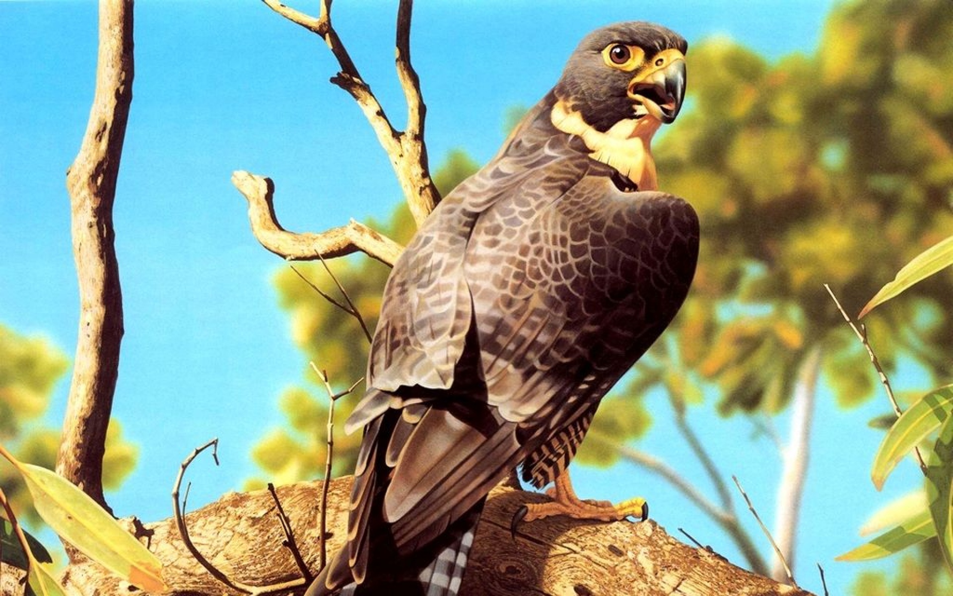 野生动物,鹰,儿童桌面专用