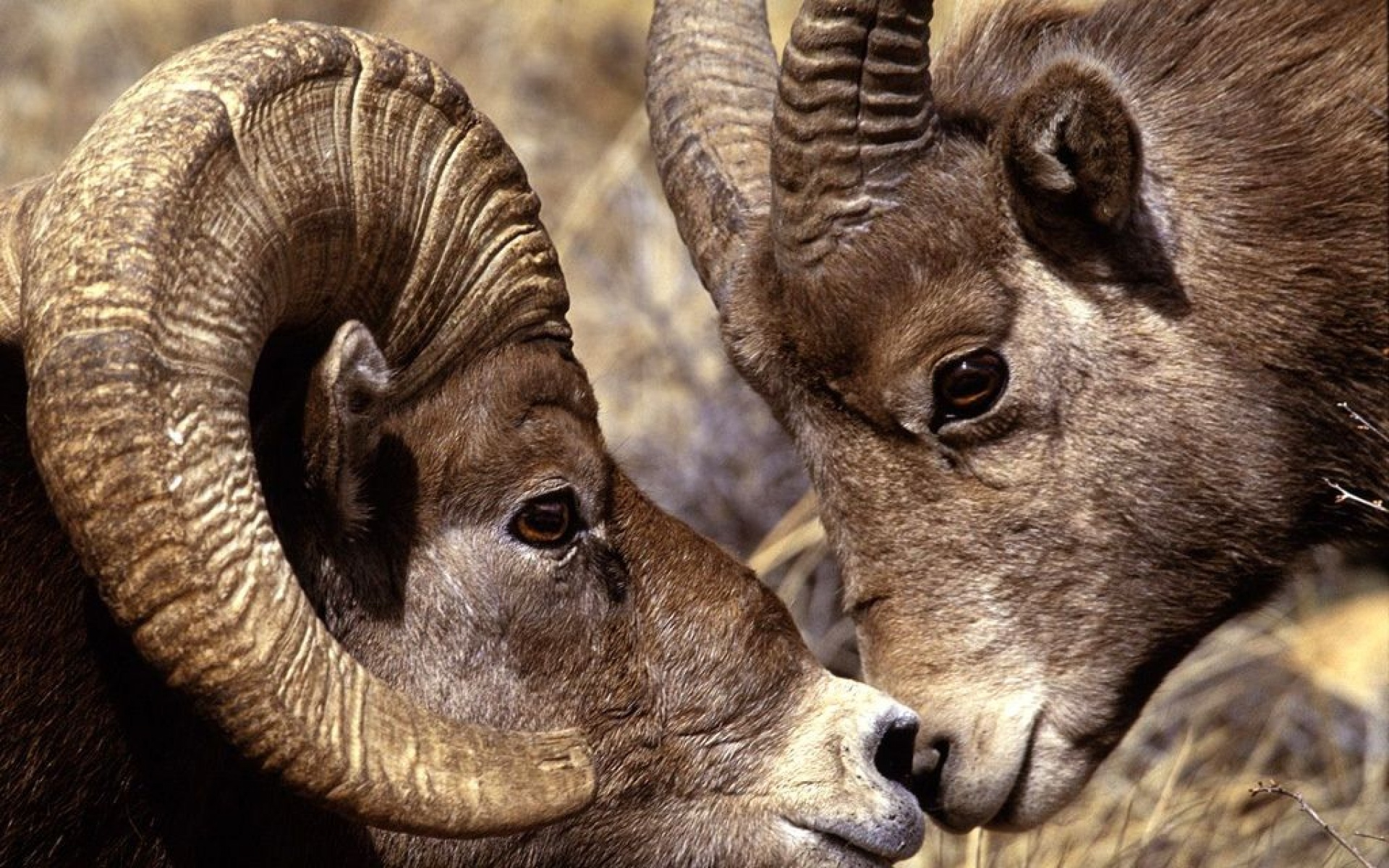 野生动物,儿童桌面专用