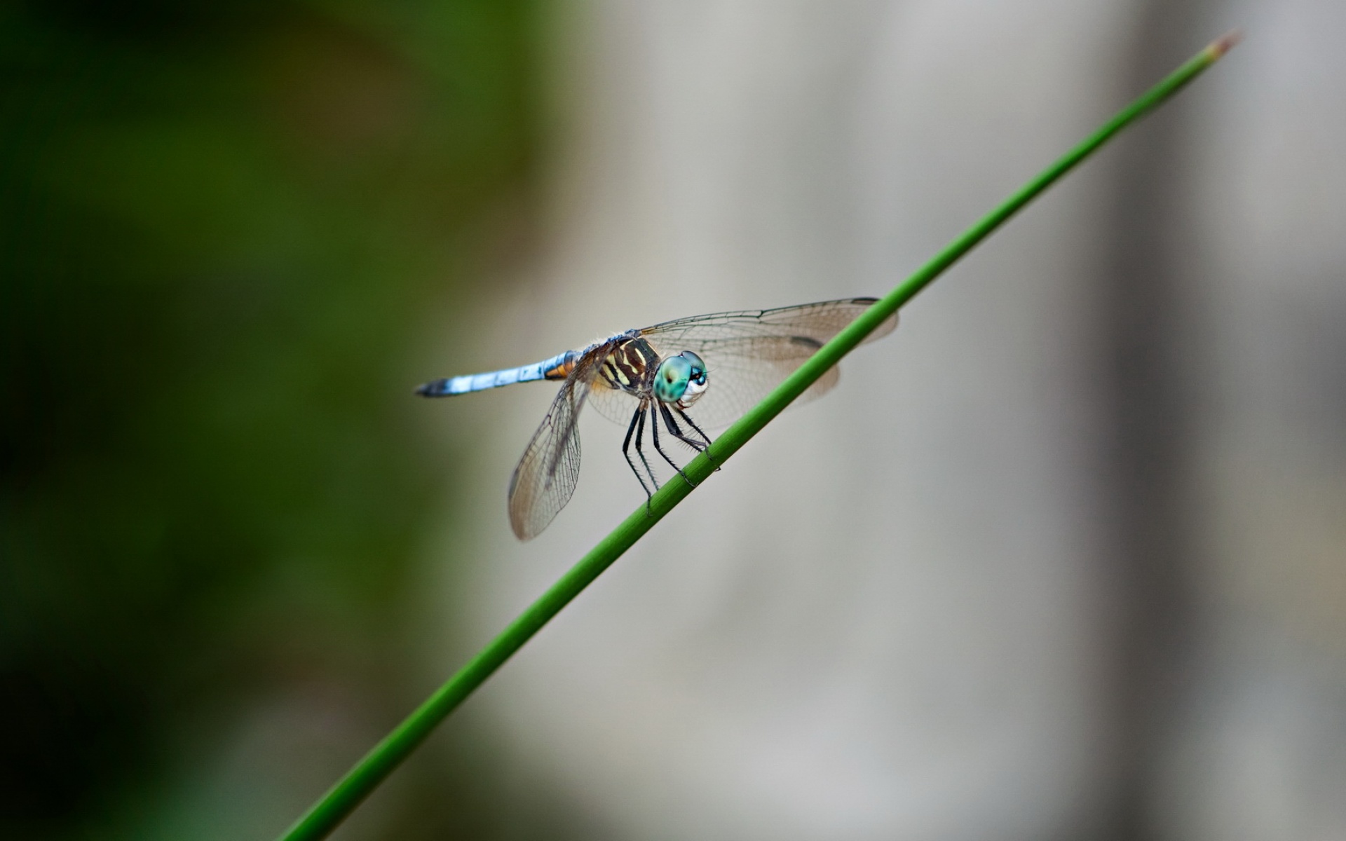 小清新,清新淡雅,蜻蜓,儿童桌面专用