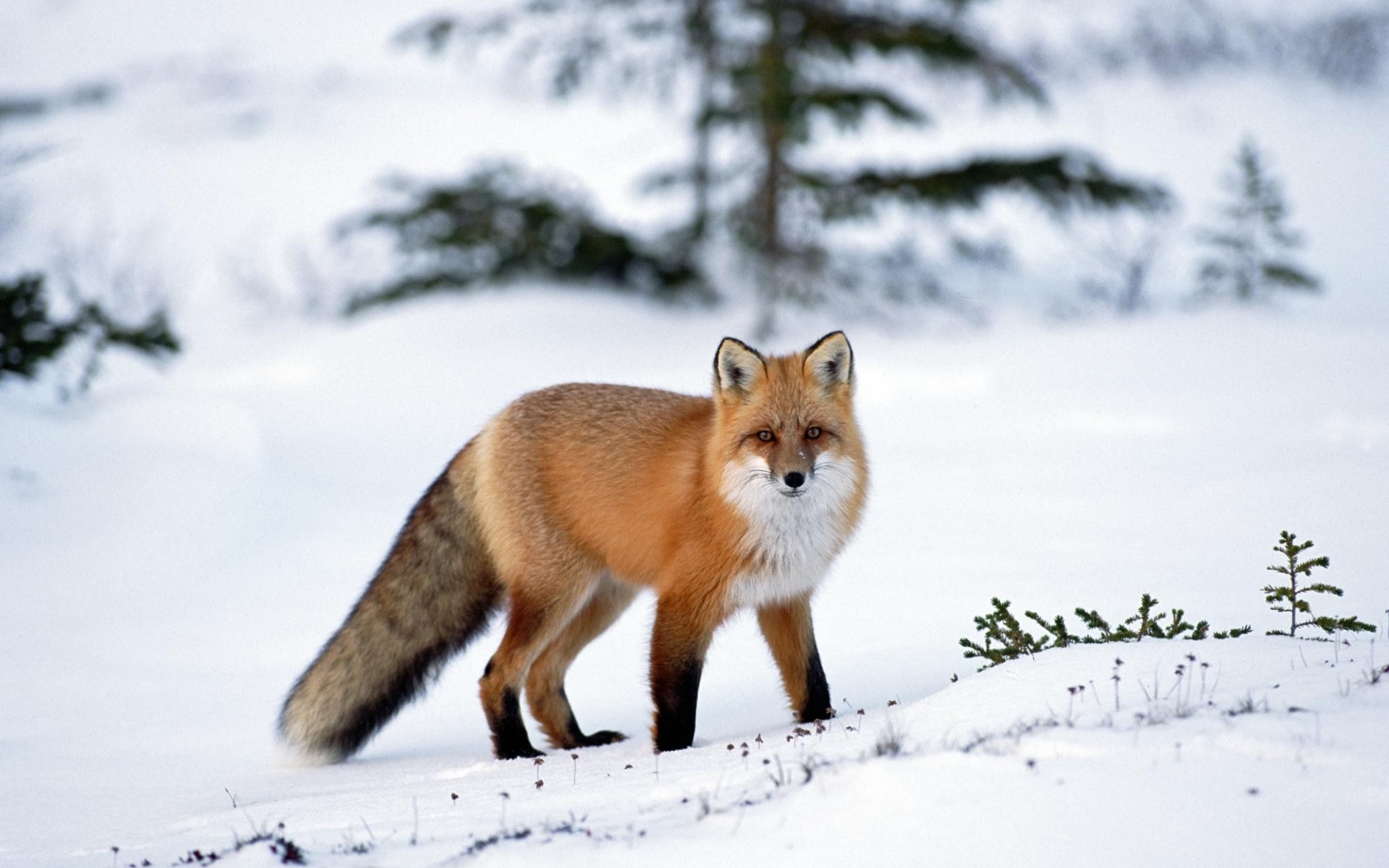 野生动物,儿童桌面专用