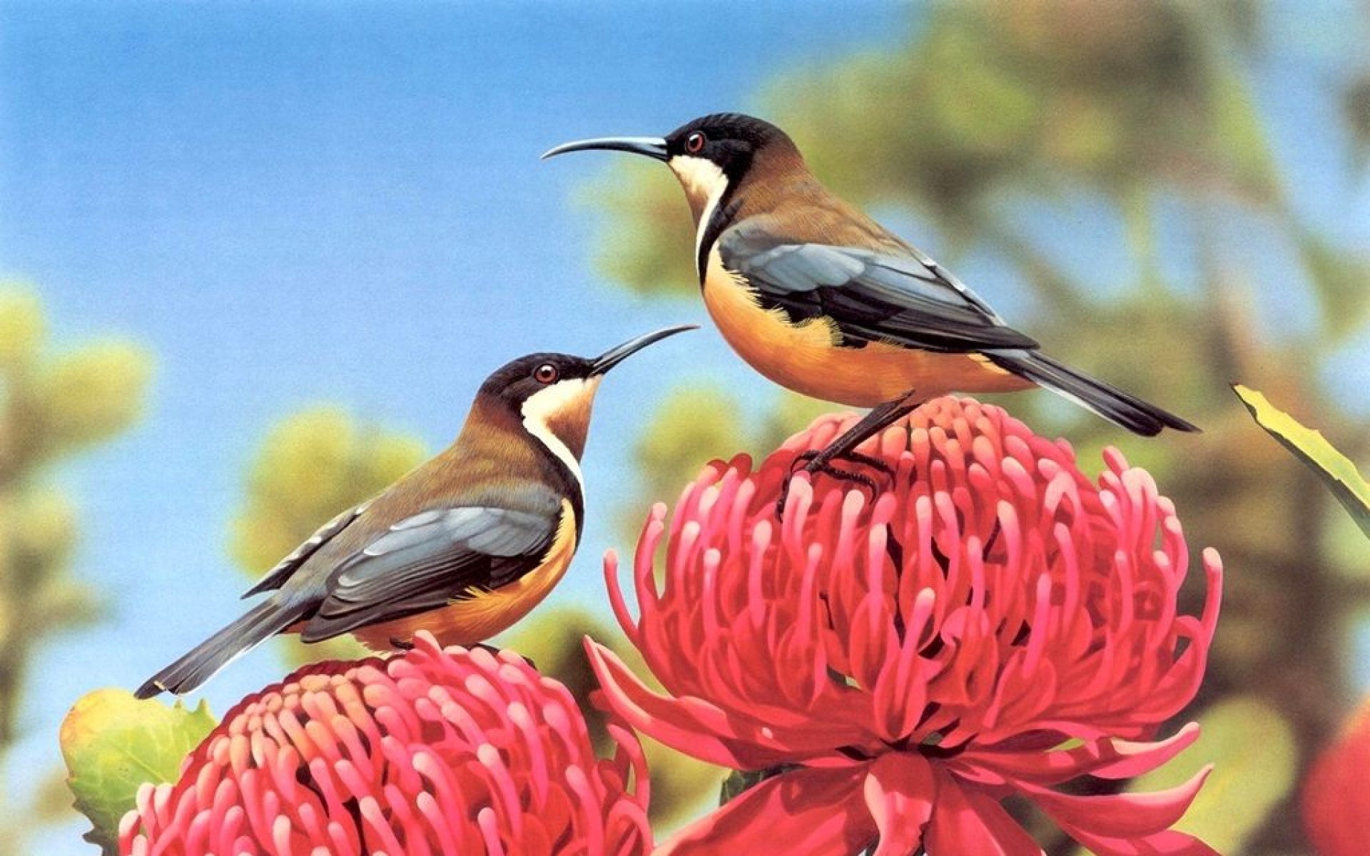 小鸟天地,鸟,儿童桌面专用