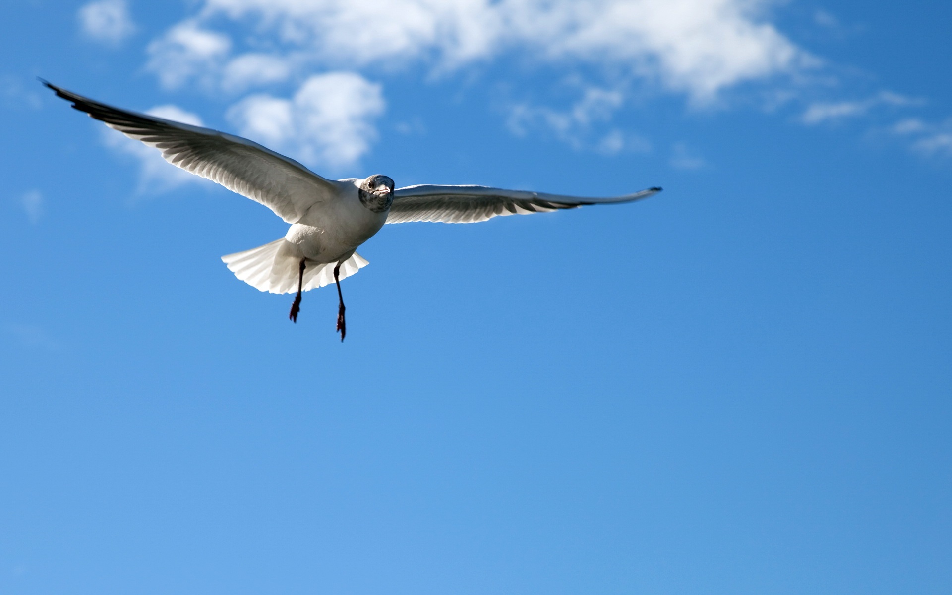 风景,蓝天白云,2012Y十一月05D,儿童桌面专用