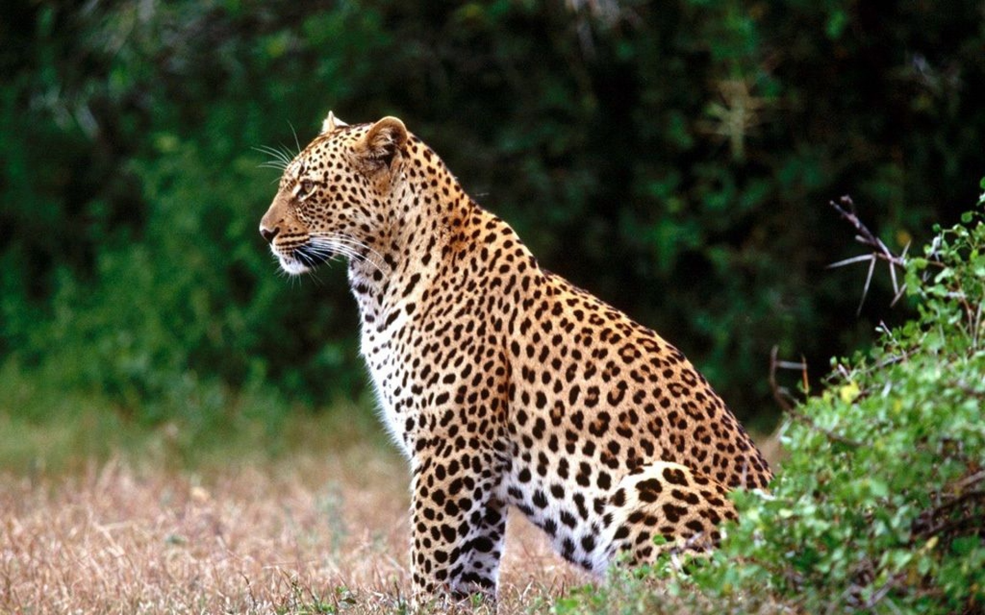 野生动物,老虎,儿童桌面专用