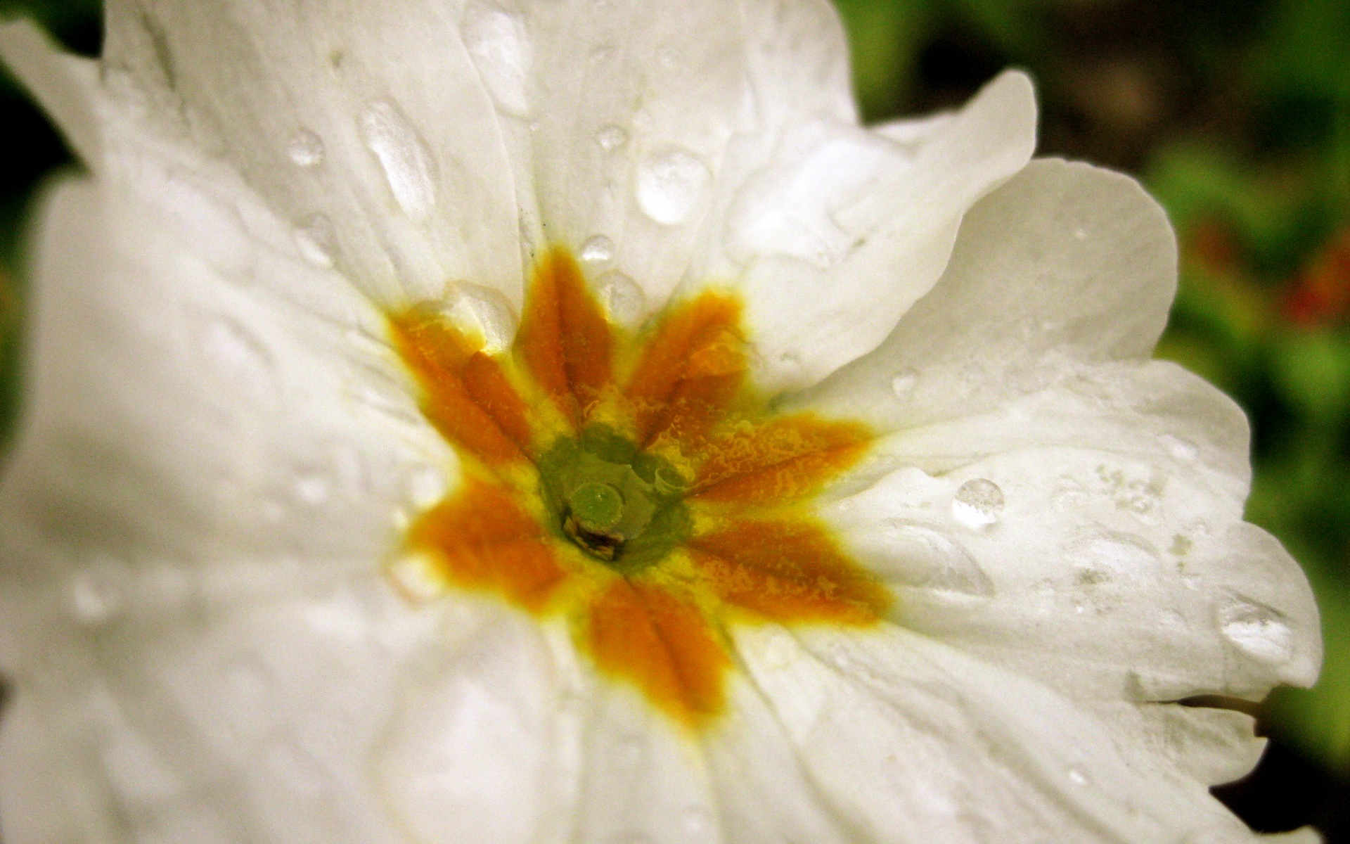 小清新,娇艳欲滴,花卉,儿童桌面专用