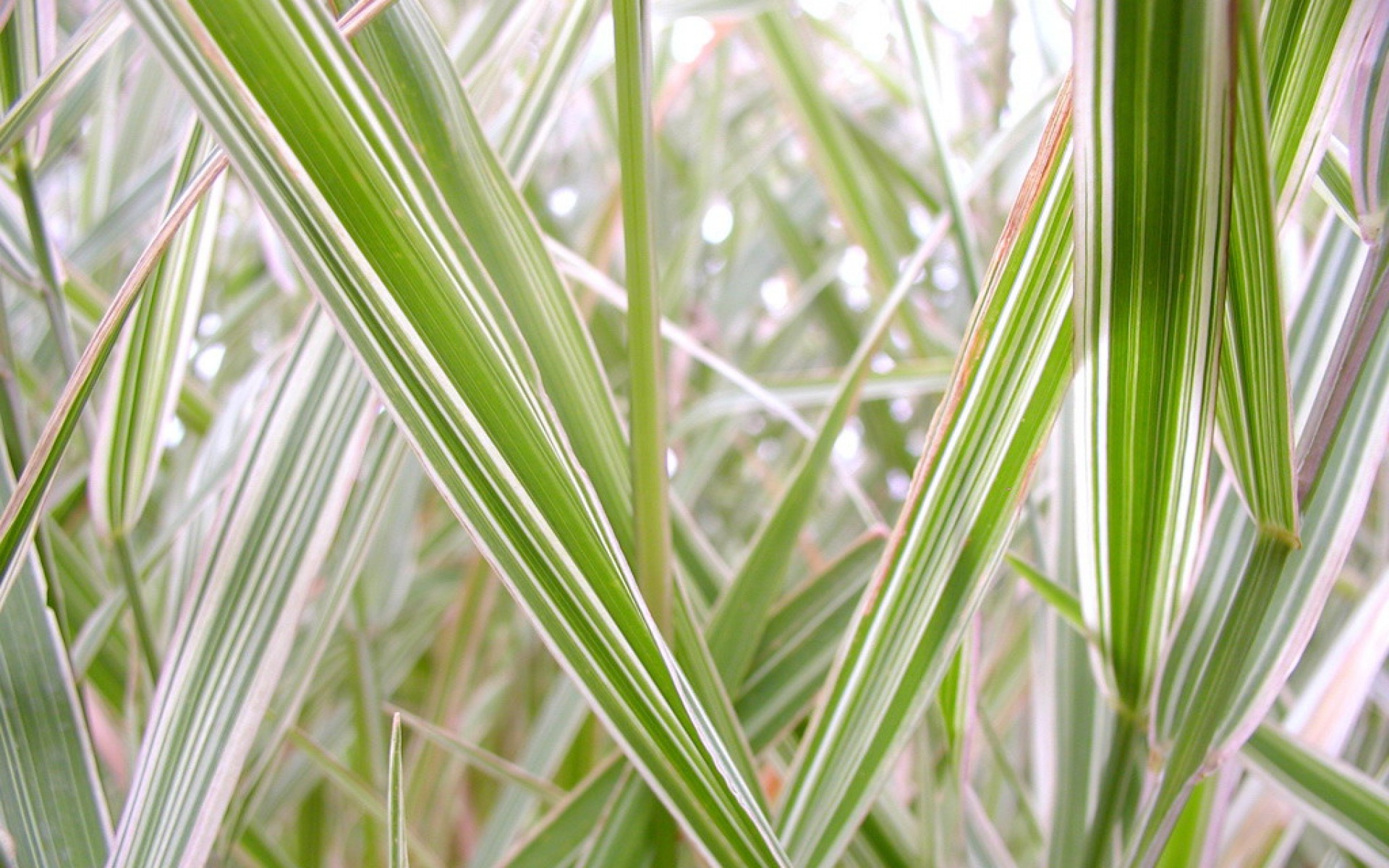 小清新,舒缓压力,儿童桌面专用