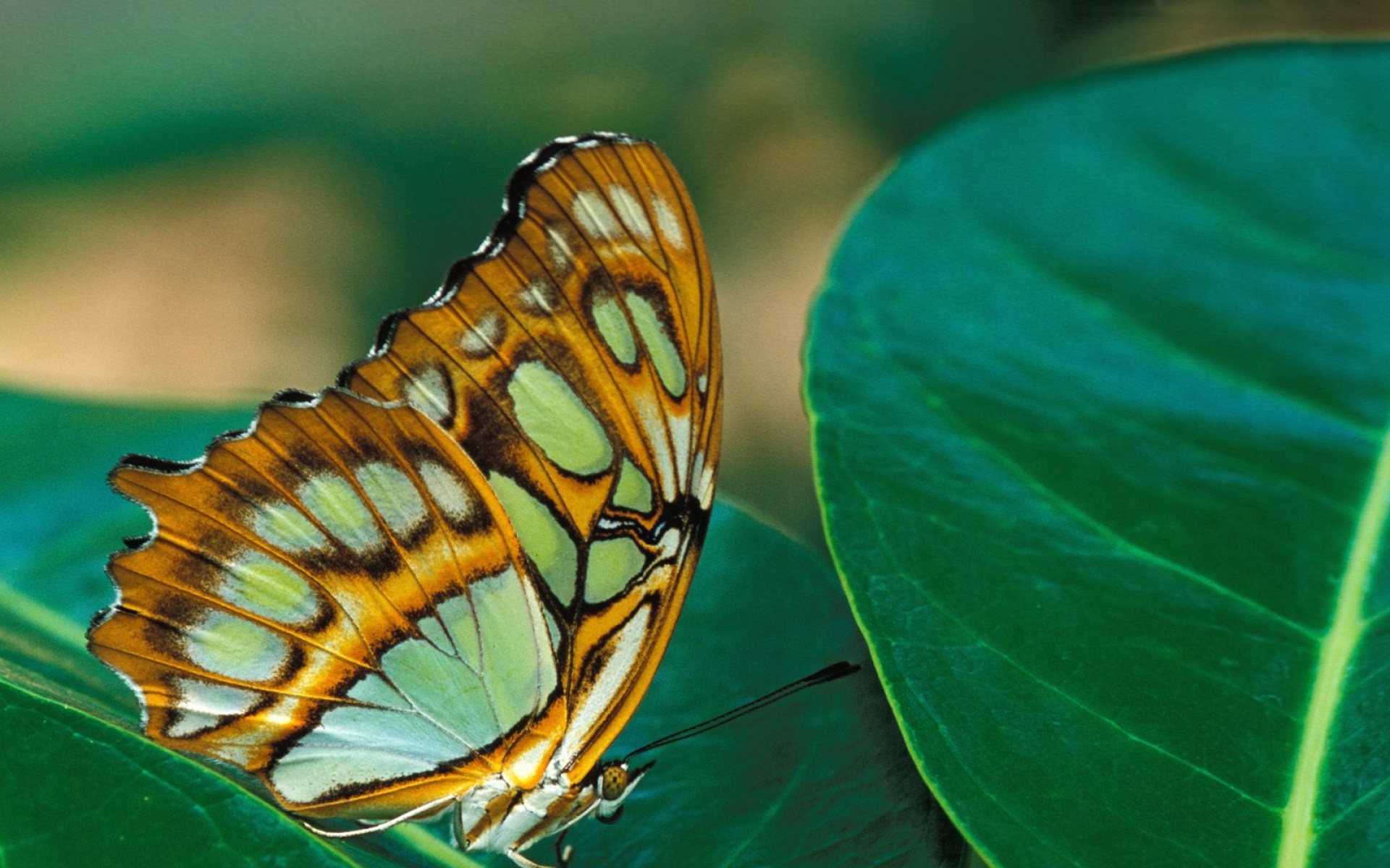 萌宠动物,野生动物,儿童桌面专用